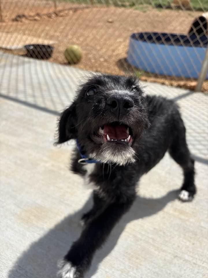 Enlarge Wolfie, an adopted mixed breed in Munfordville, KY image 2/2