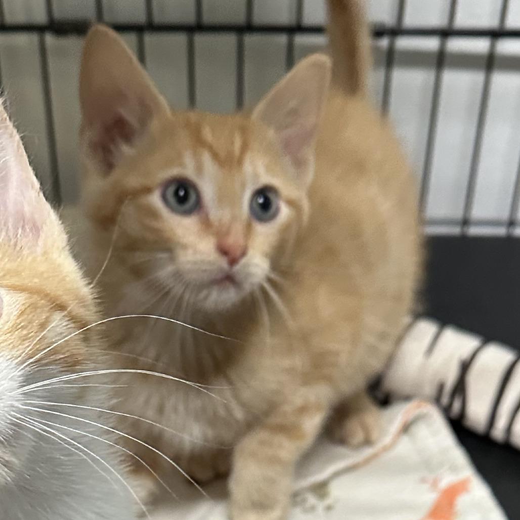 Cornbread, Adoptable, Kitten Male Domestic Short Hair.