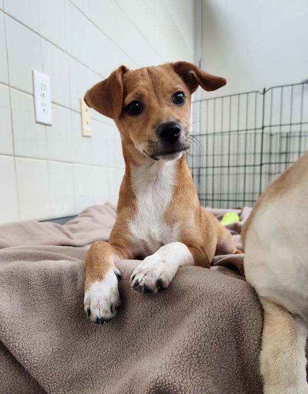 Enlarge Costco Hot Dog, a Adoptable mixed breed in Healdsburg, CA image 1/3