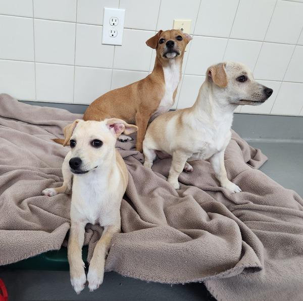 Enlarge Costco Hot Dog, a Adoptable mixed breed in Healdsburg, CA image 2/3