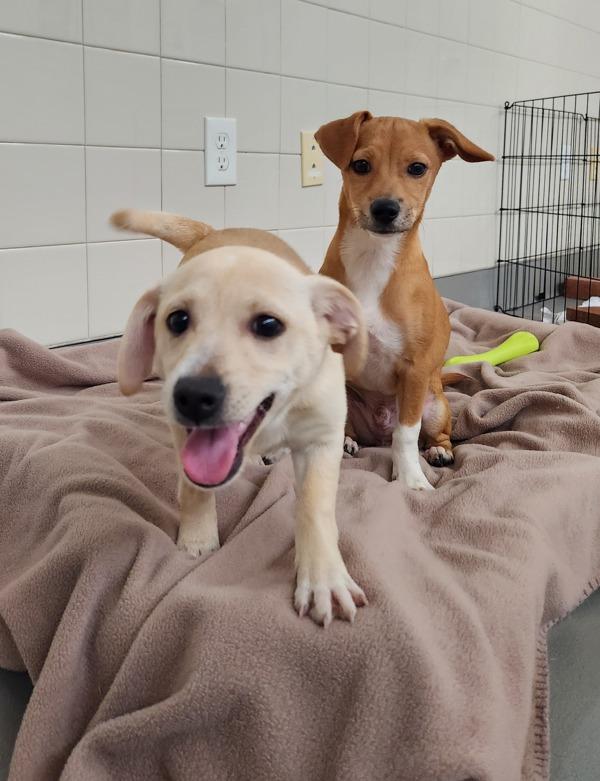Enlarge Costco Hot Dog, a Adoptable mixed breed in Healdsburg, CA image 3/3