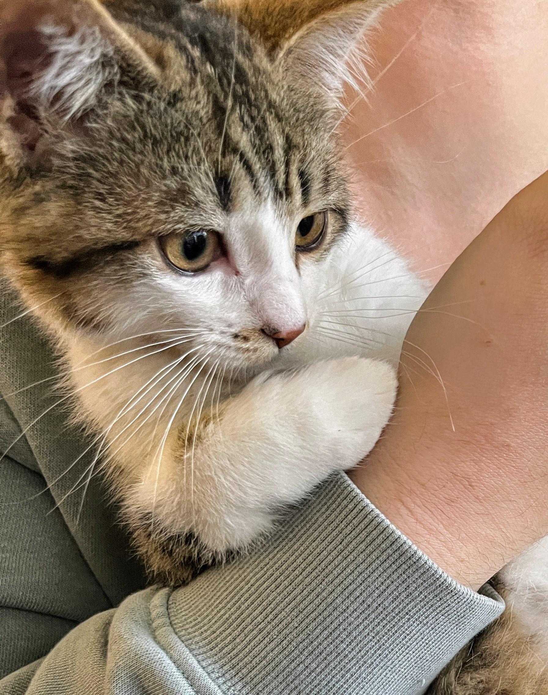 Beatrice, Baby Female Domestic Short Hair