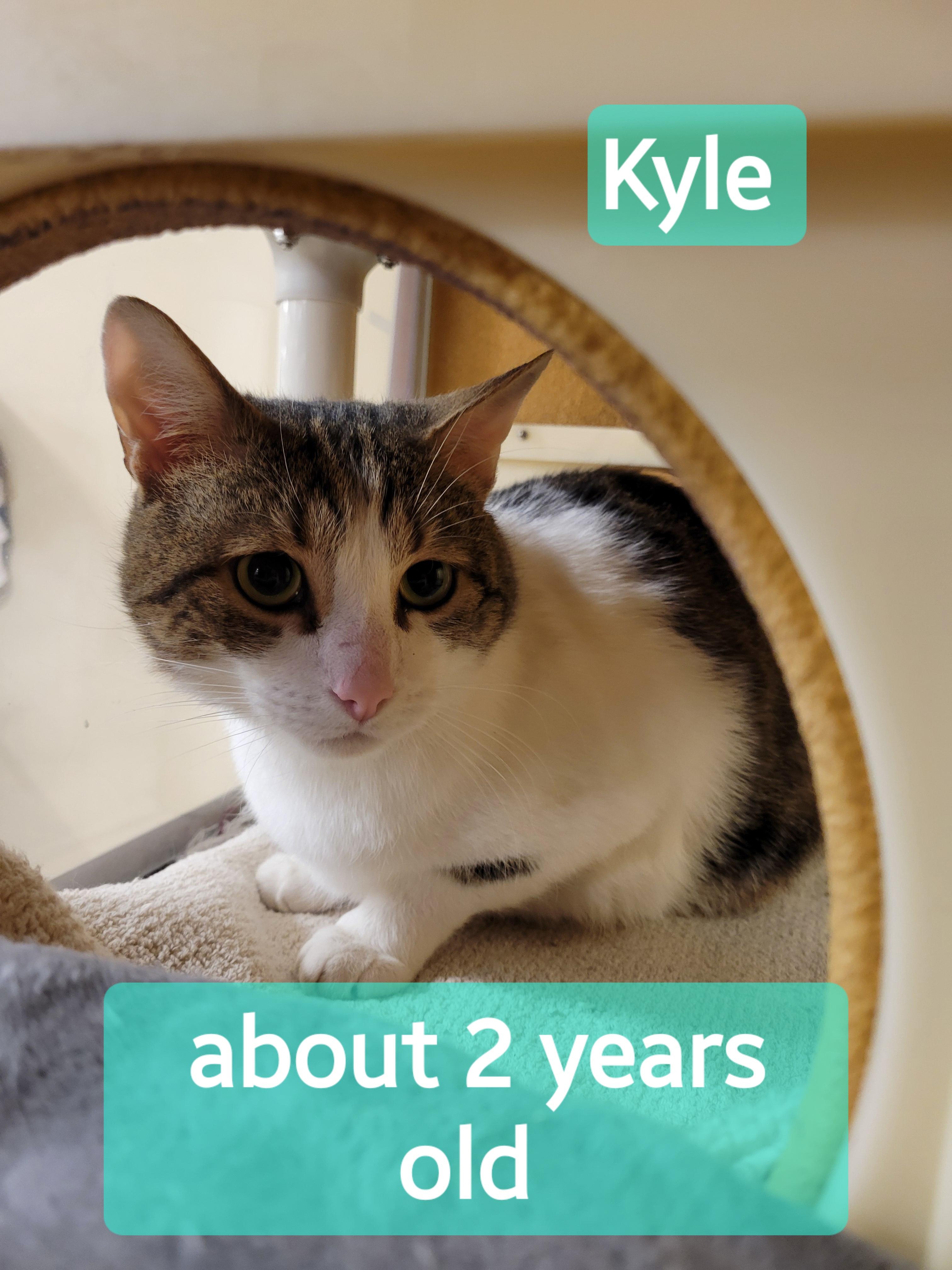 Enlarge Kyle , an adopted Domestic Short Hair in Mechanicsburg, PA image 2/2