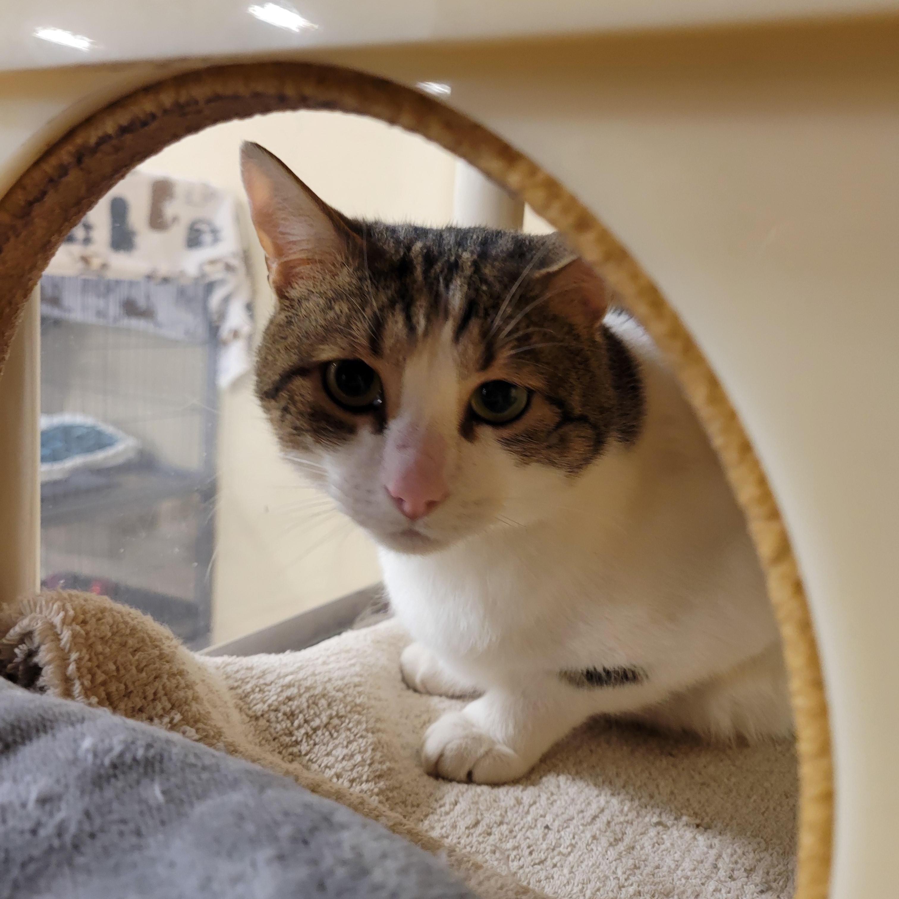 Kyle , adopted, Adult Male Domestic Short Hair.