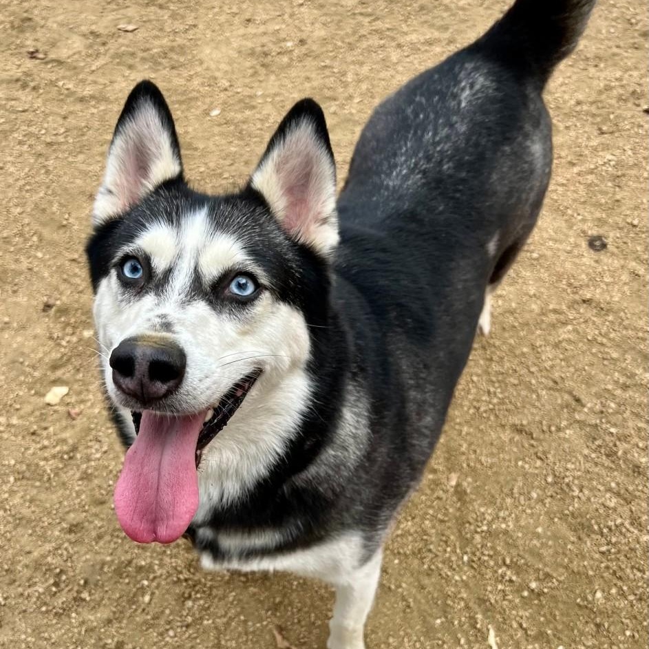 Enlarge Topanga, an adopted Husky in Georgetown, TX image 5/6