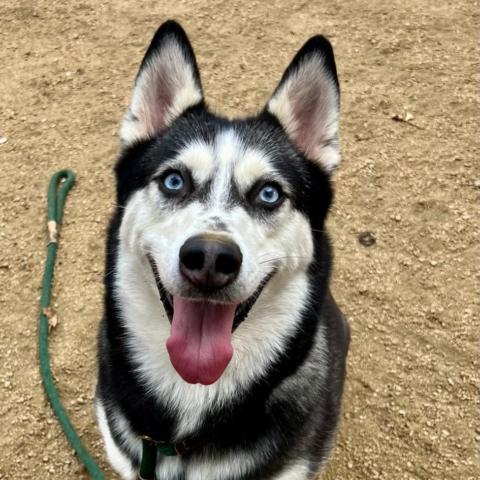 Enlarge Topanga, an adopted Husky in Georgetown, TX image 4/6