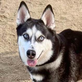 Topanga, adopted, Adult Female Husky.