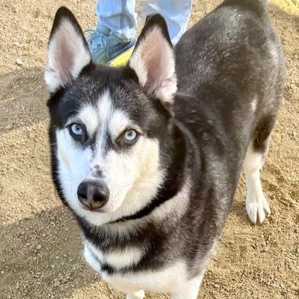 Enlarge Topanga, an adopted Husky in Georgetown, TX image 3/6