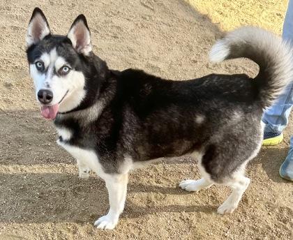 Enlarge Topanga, an adopted Husky in Georgetown, TX image 2/6