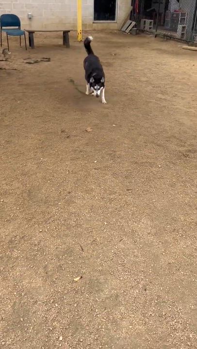 Enlarge Topanga, an adopted Husky in Georgetown, TX video 6/6