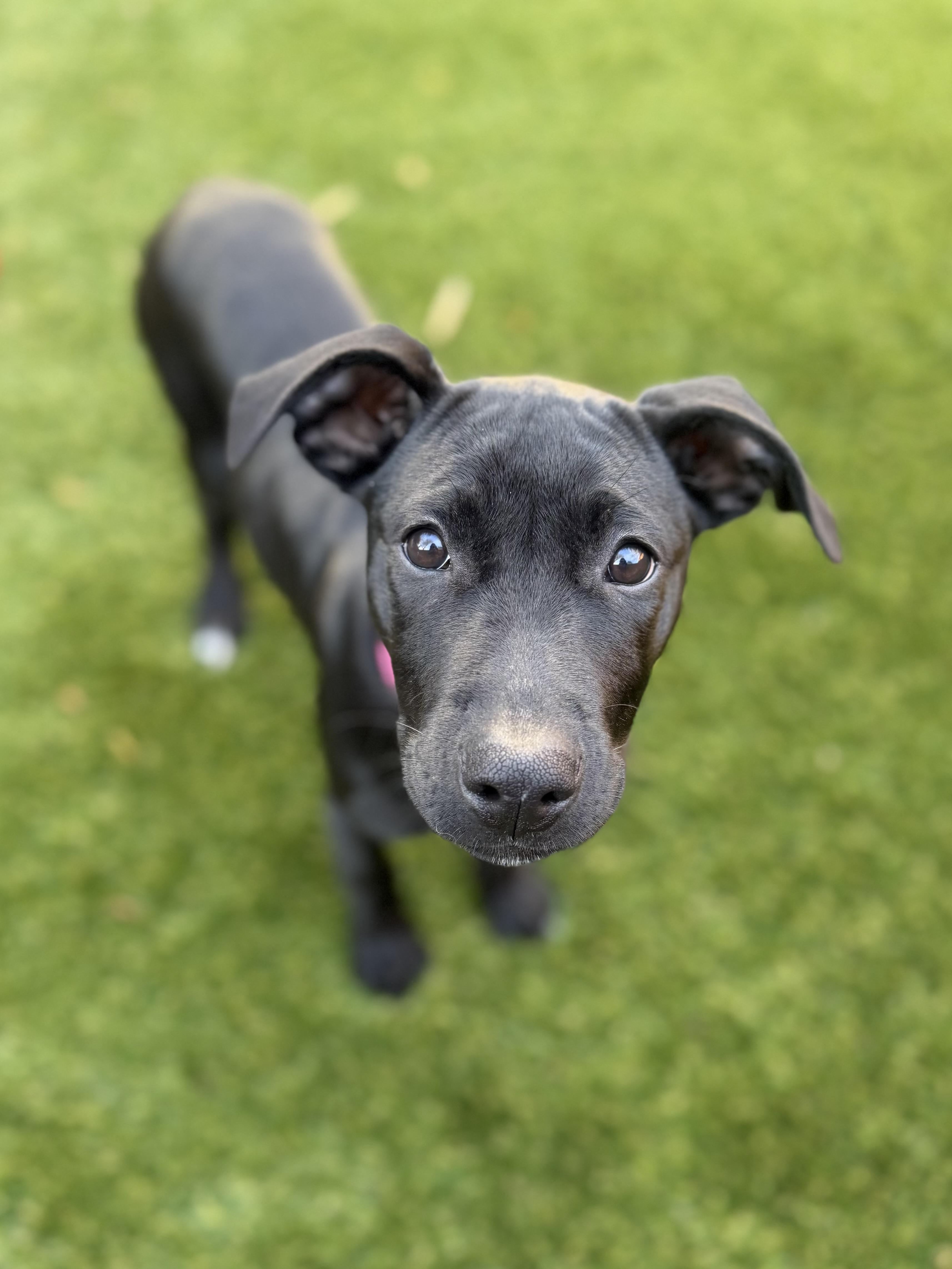 Squeaks , adopted, Puppy Female Labrador Retriever & Mixed Breed.