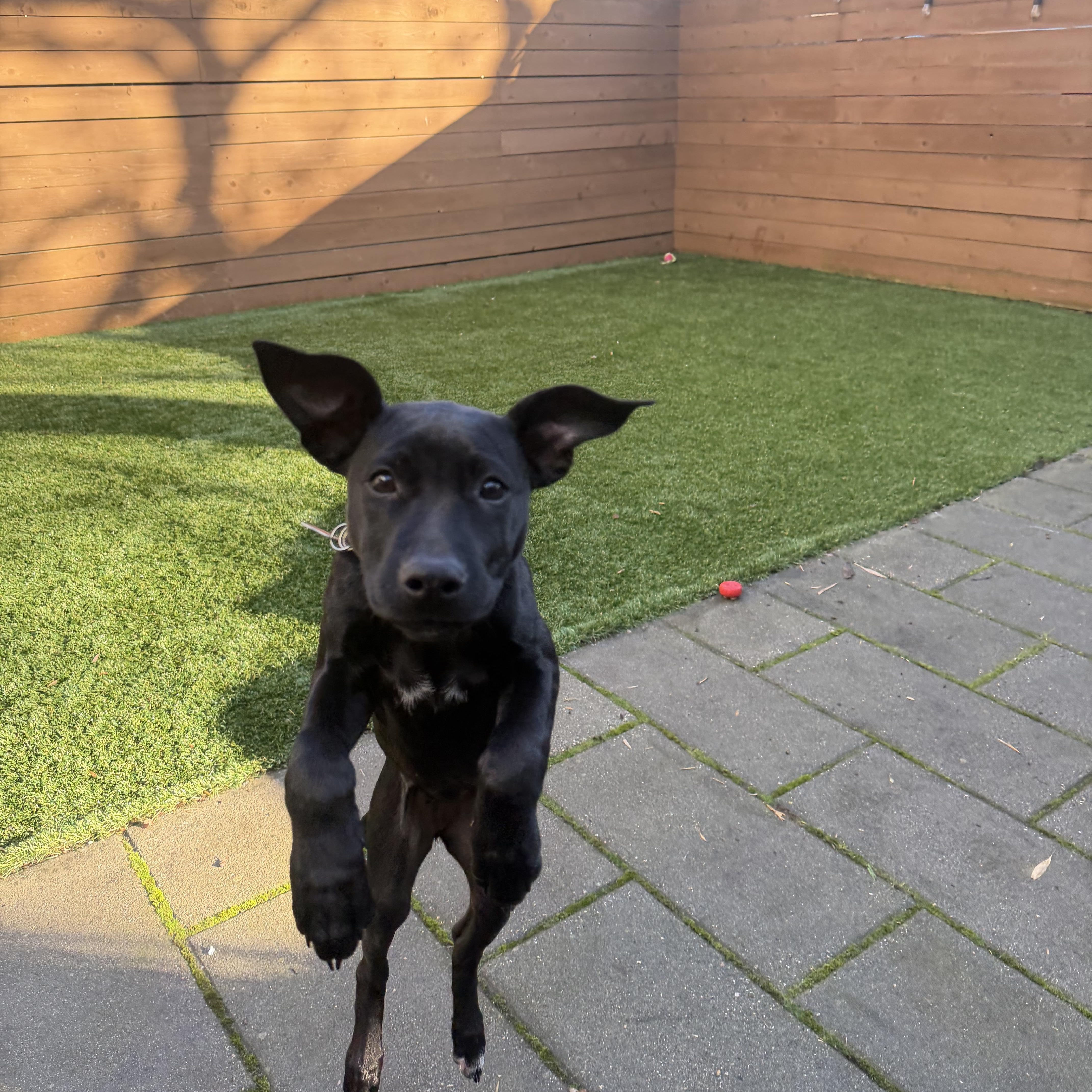 Squeaks , an adopted mixed breed in Milwaukie, OR image 6/6