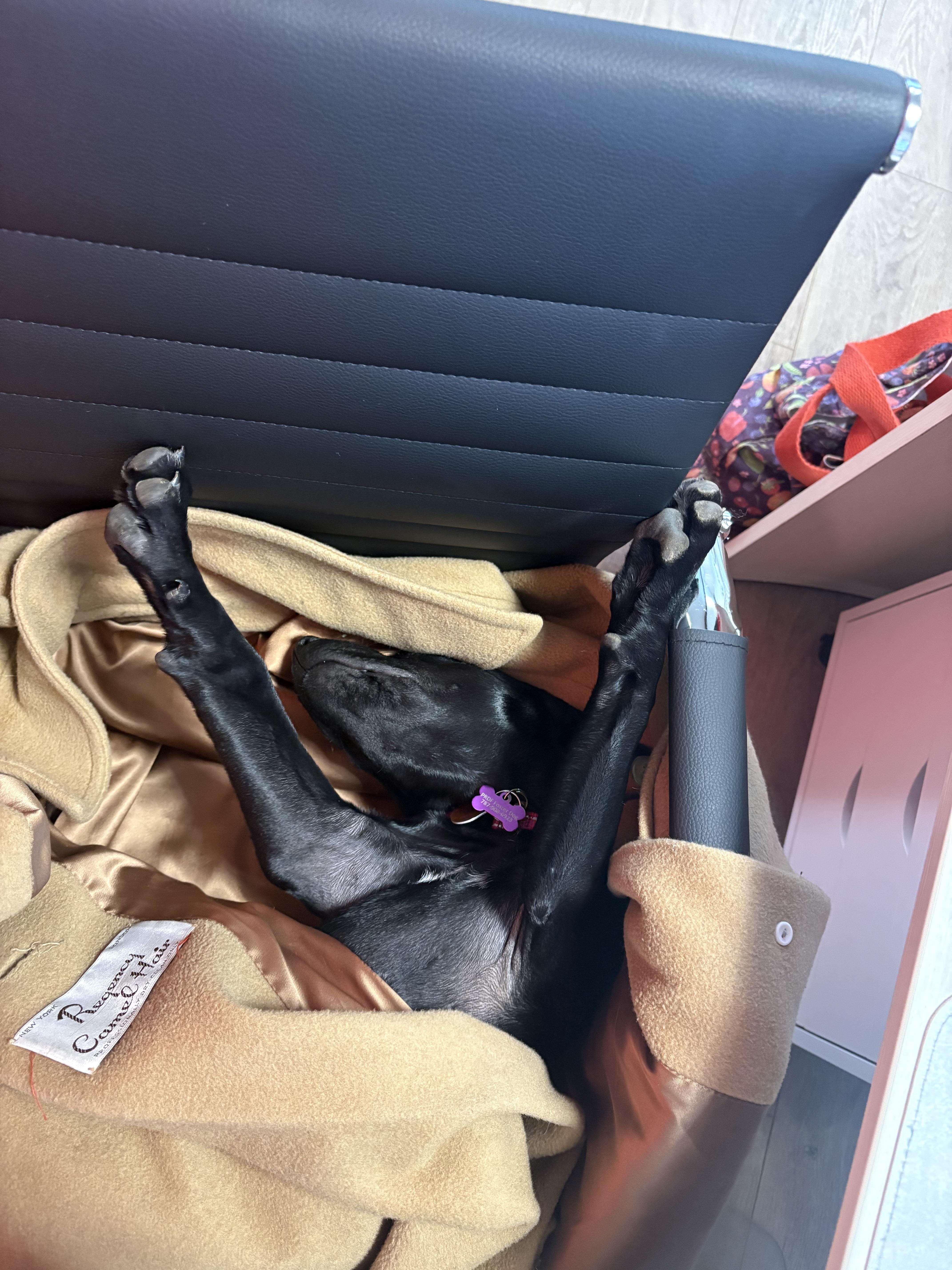 Squeaks , an adopted mixed breed in Milwaukie, OR image 3/6