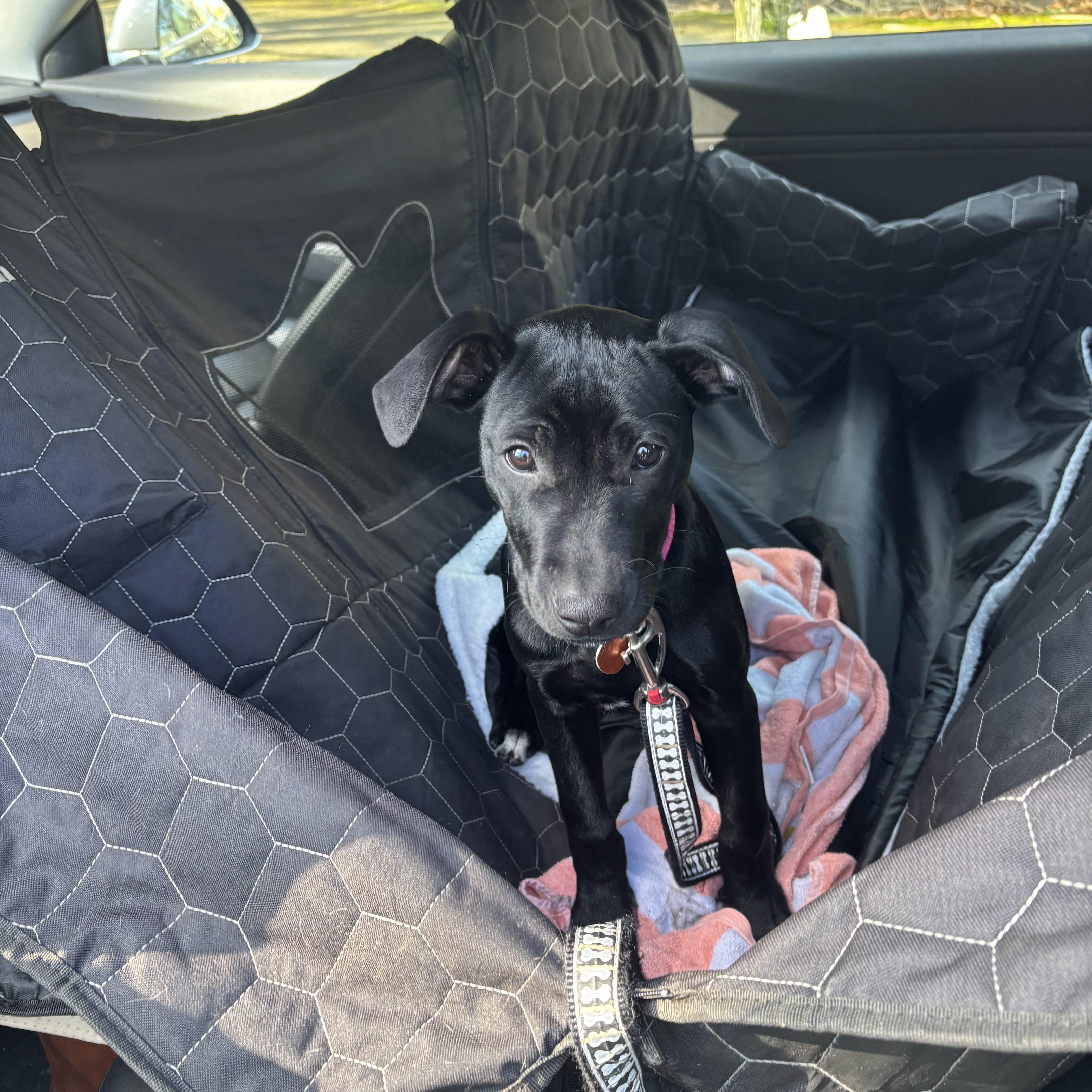 Squeaks , an adopted mixed breed in Milwaukie, OR image 2/6