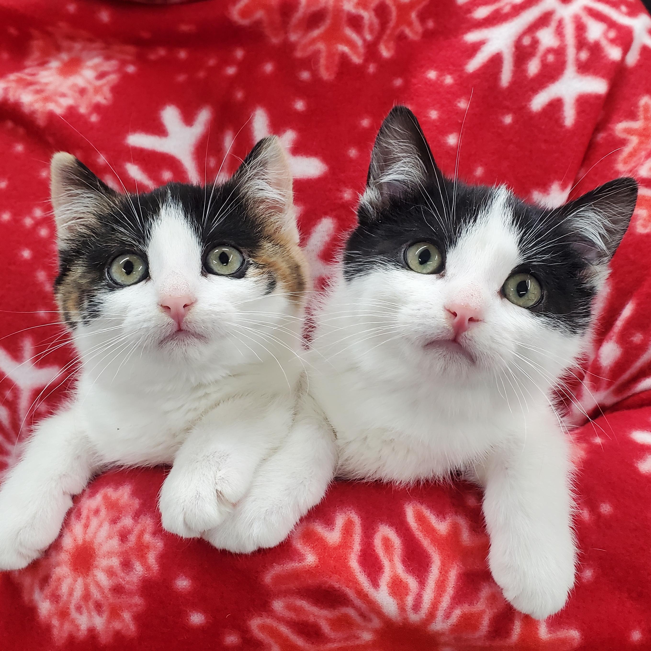 Vega & Polaris, ADOPTABLE, Kitten Male Domestic Short Hair & Calico.