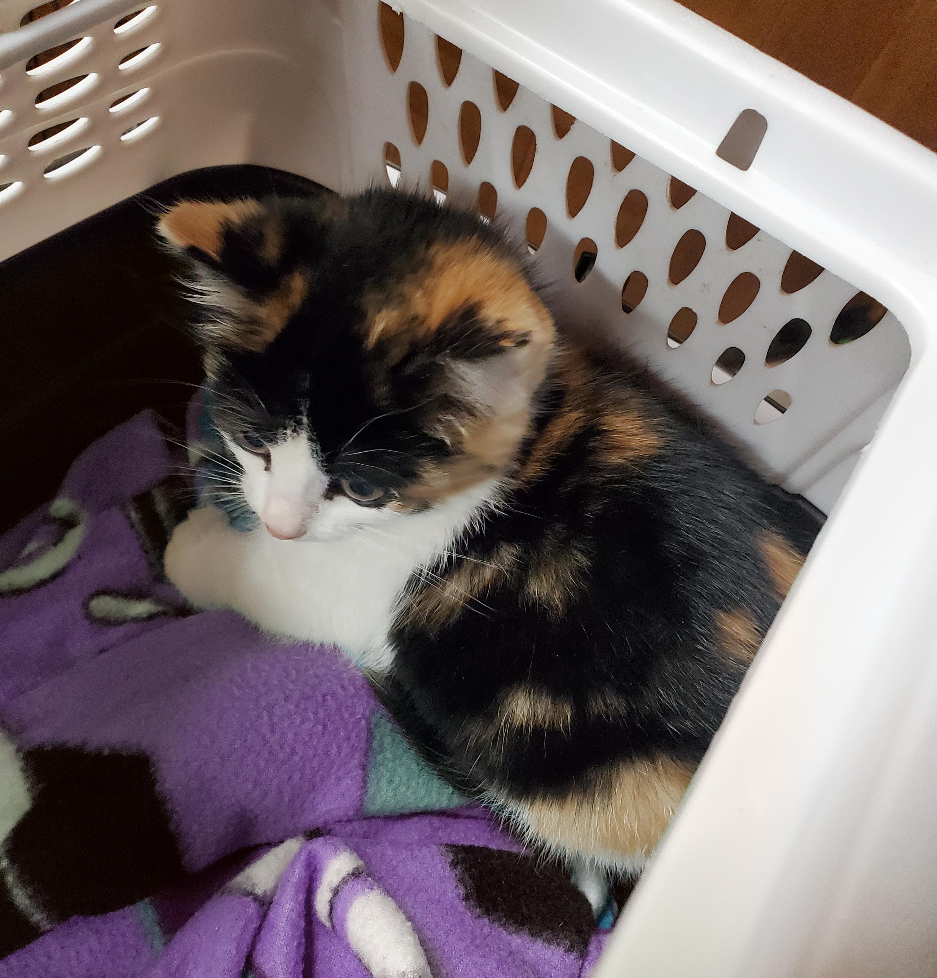 Enlarge Vega & Polaris, a ADOPTABLE mixed breed in Marseilles, IL image 2/4