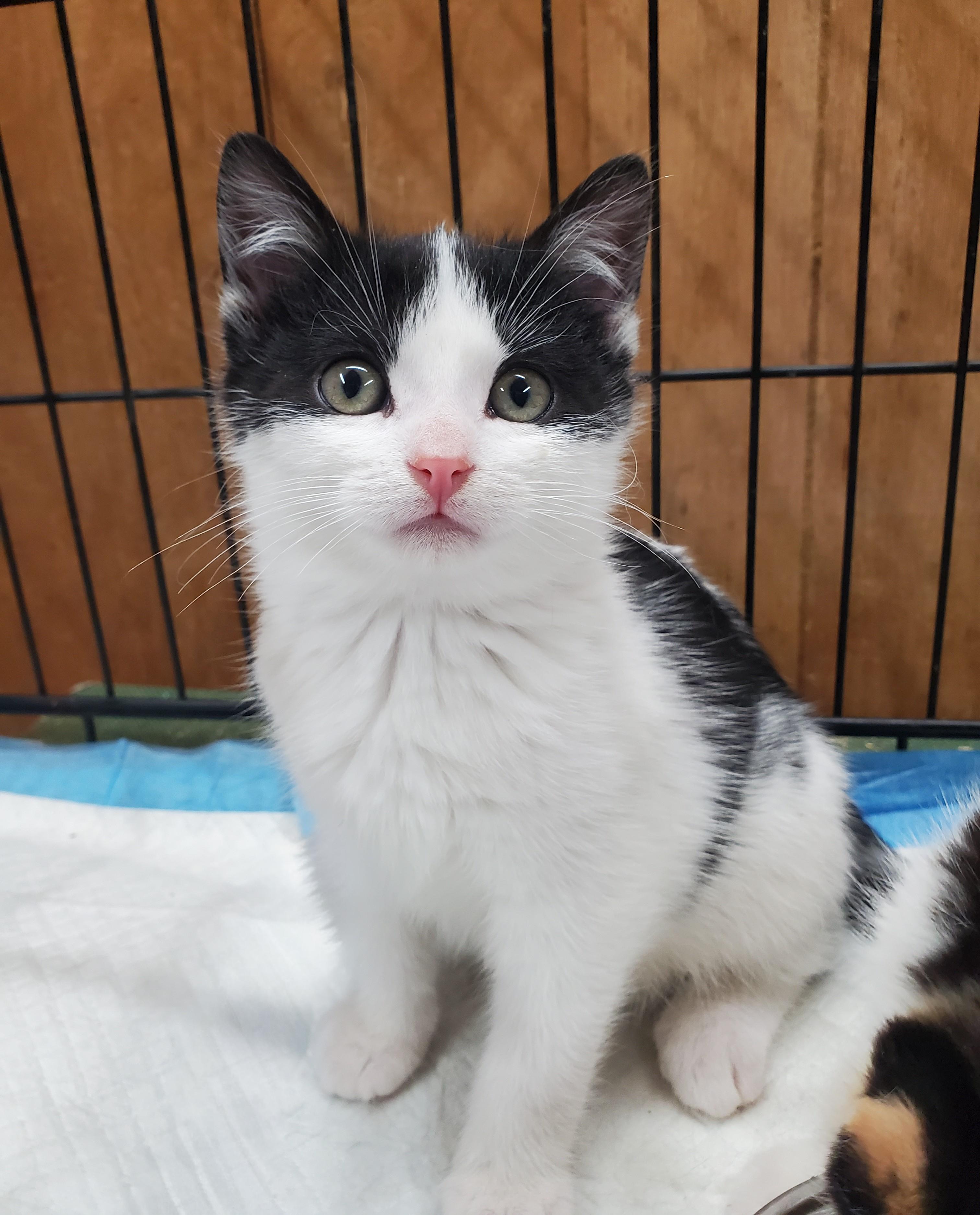 Enlarge Vega & Polaris, a ADOPTABLE mixed breed in Marseilles, IL image 3/4