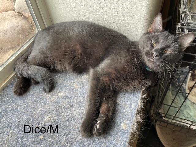 Dice, Adoptable, Young Male American Shorthair.