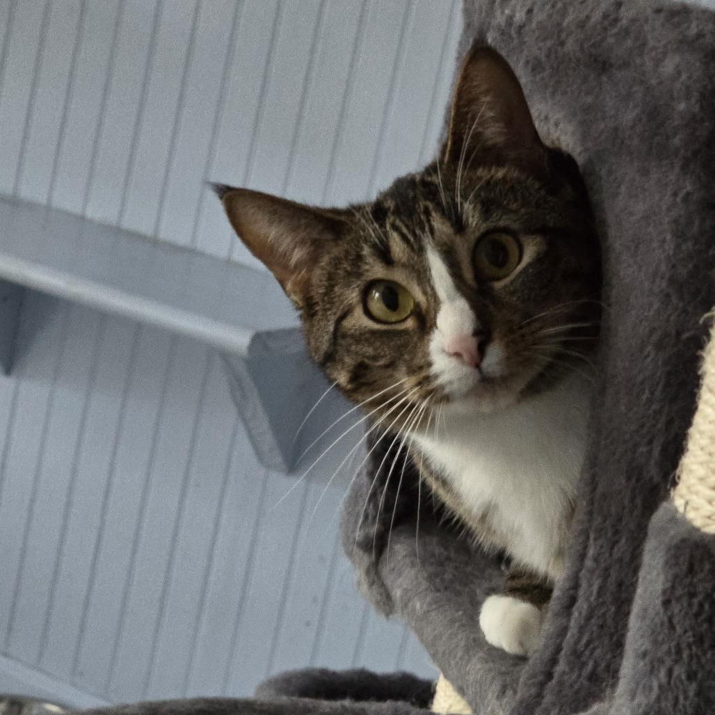 Lacey, Adoptable, Adult Female Domestic Short Hair.