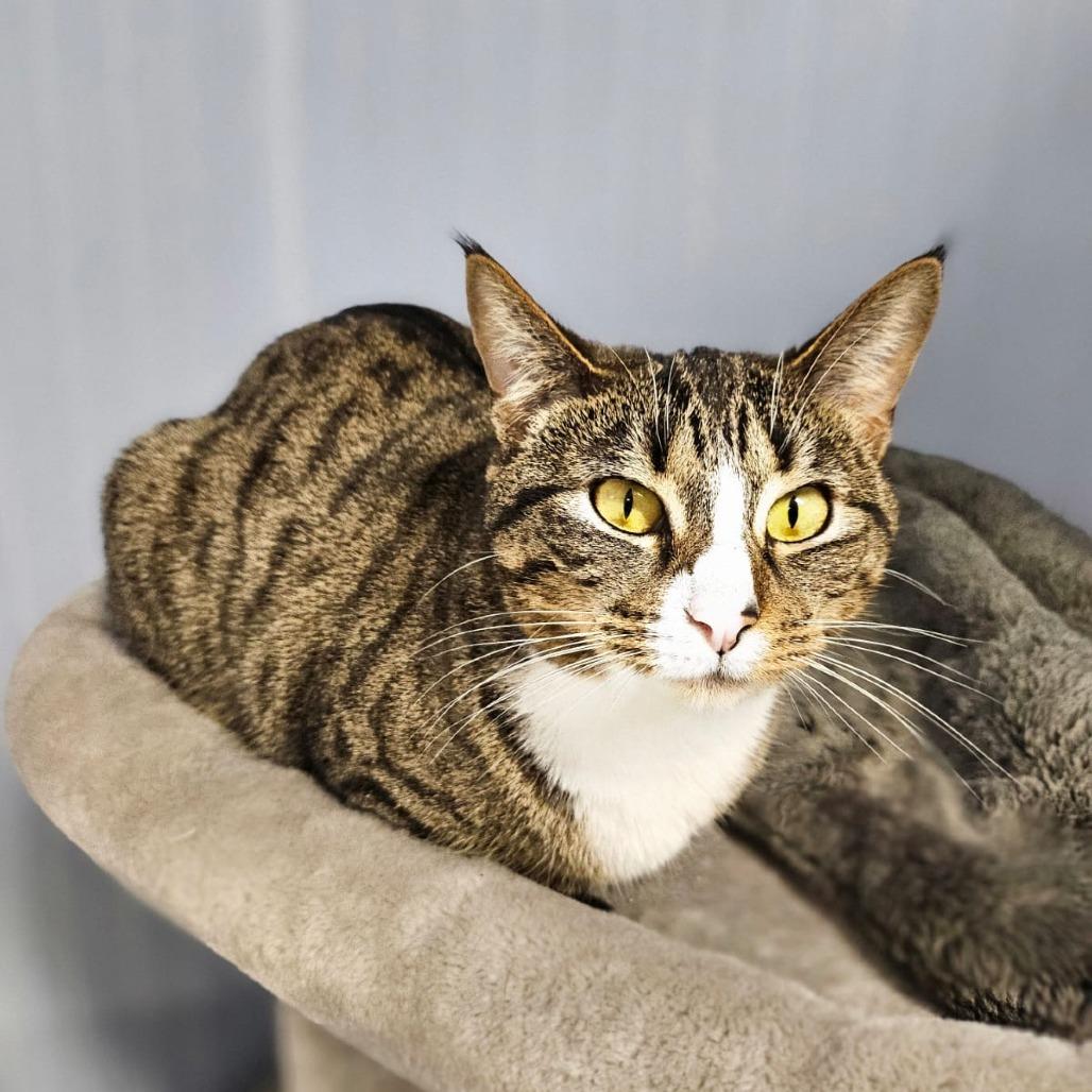 Lacey, a Adoptable Domestic Short Hair in North Augusta, SC image 2/2