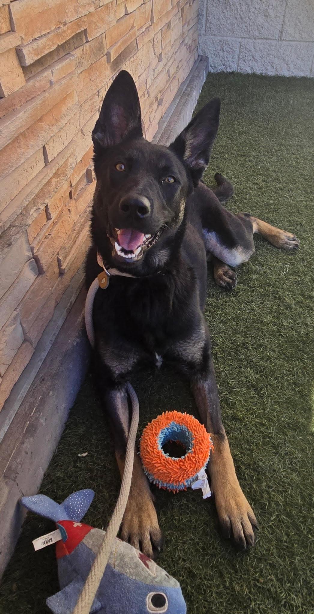 lola, ADOPTABLE, Young Female Shepherd.
