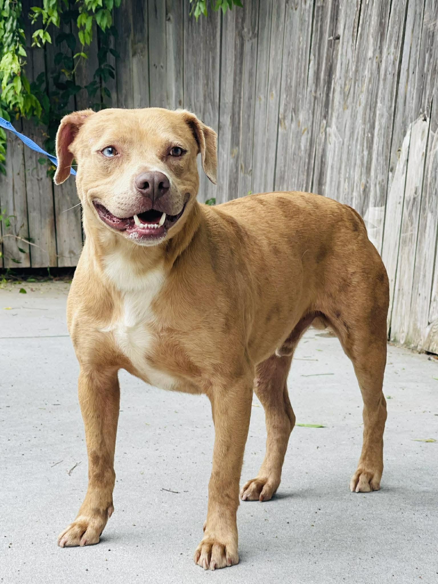 Enlarge AC-4448 "Pumpkin", a ADOPTABLE mixed breed in Conyers, GA image 1/1