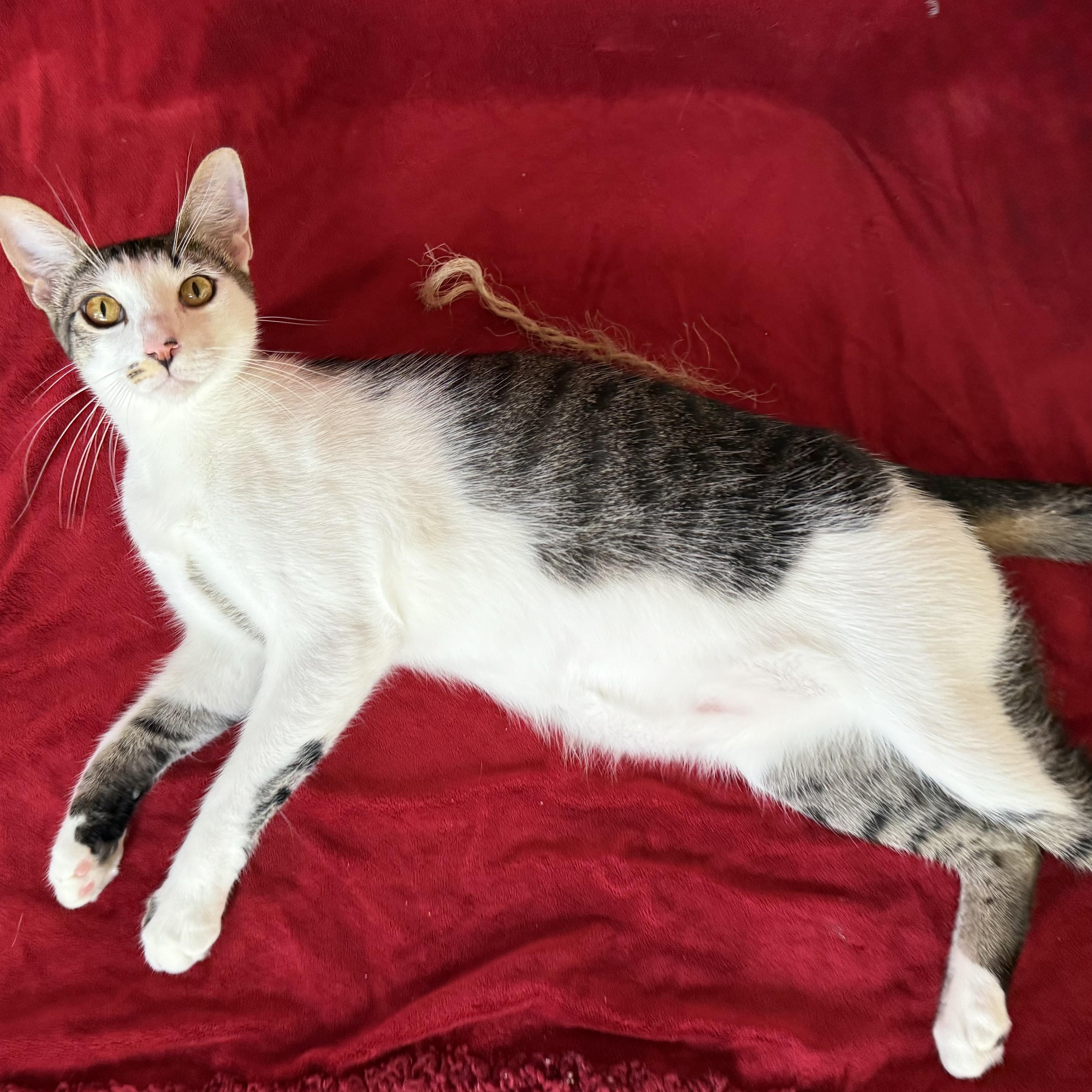 Porcupine, a Adoptable mixed breed in Alexandria, LA image 2/6