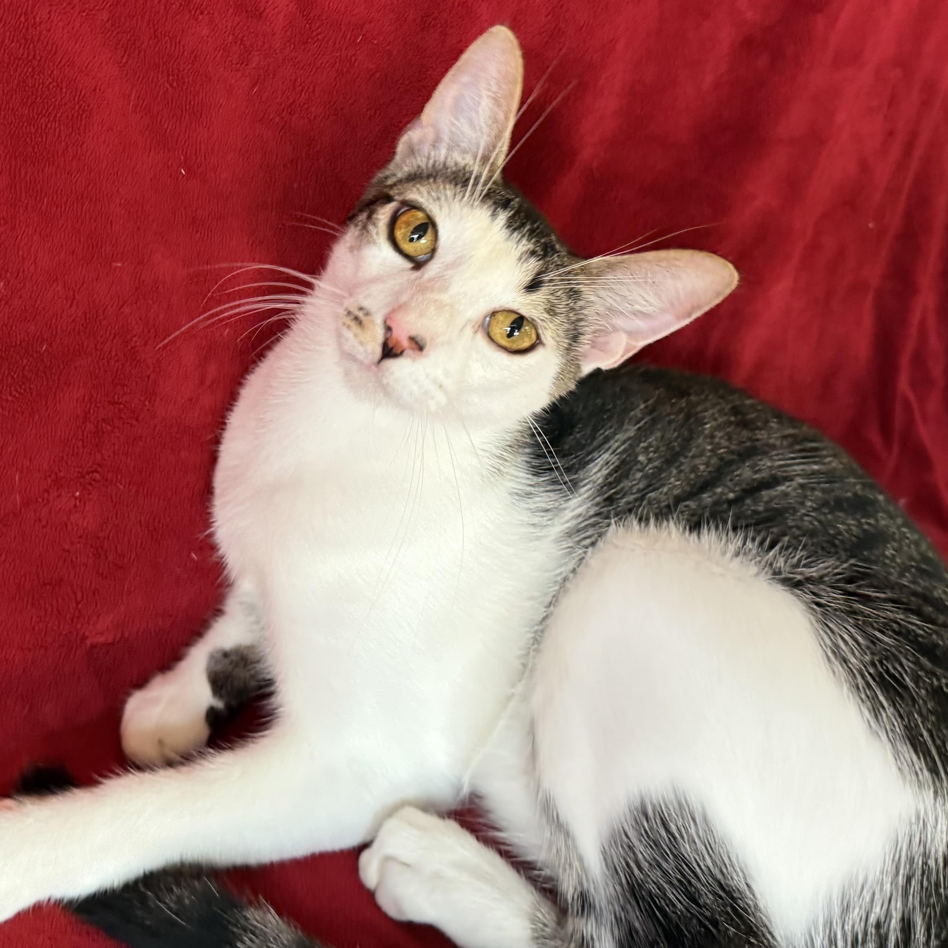 Porcupine, a Adoptable mixed breed in Alexandria, LA image 3/6