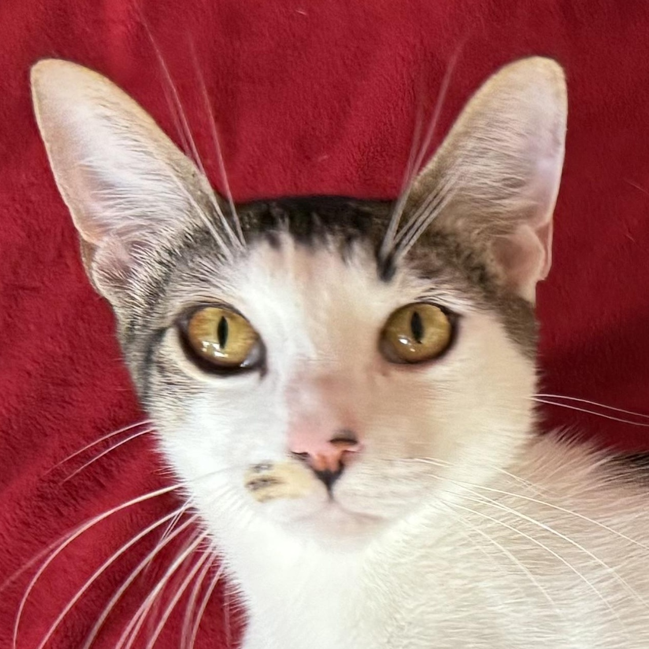 Porcupine, Adoptable, Young Male Domestic Short Hair.