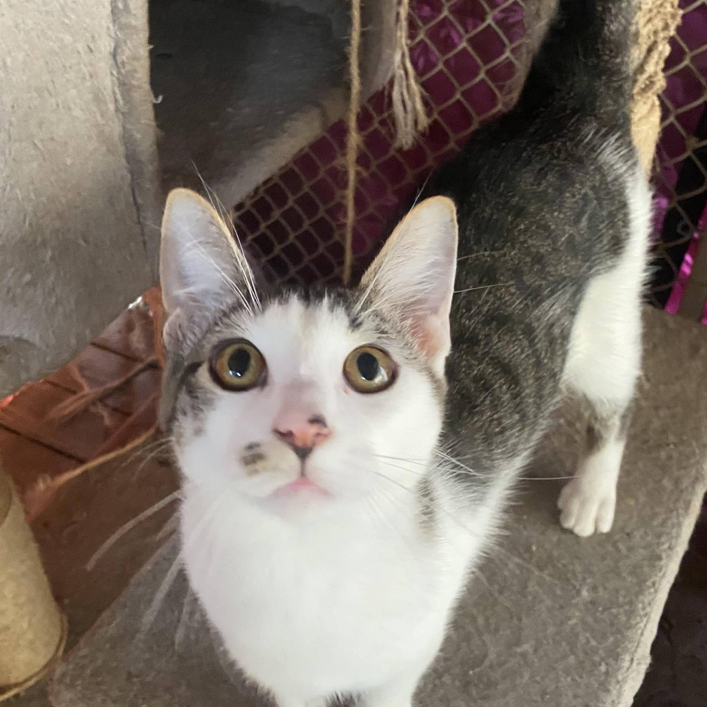 Porcupine, a Adoptable mixed breed in Alexandria, LA image 5/6