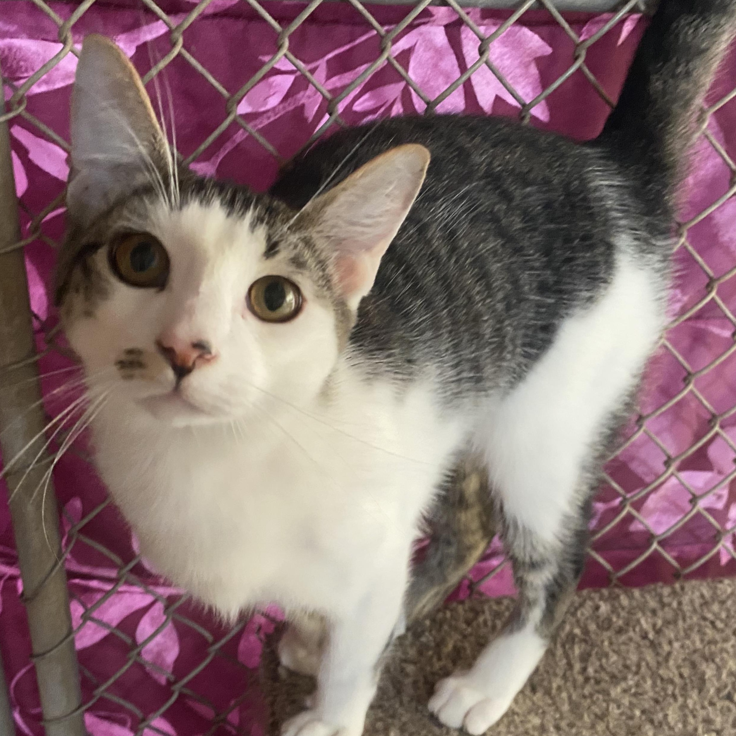 Porcupine, a Adoptable mixed breed in Alexandria, LA image 6/6