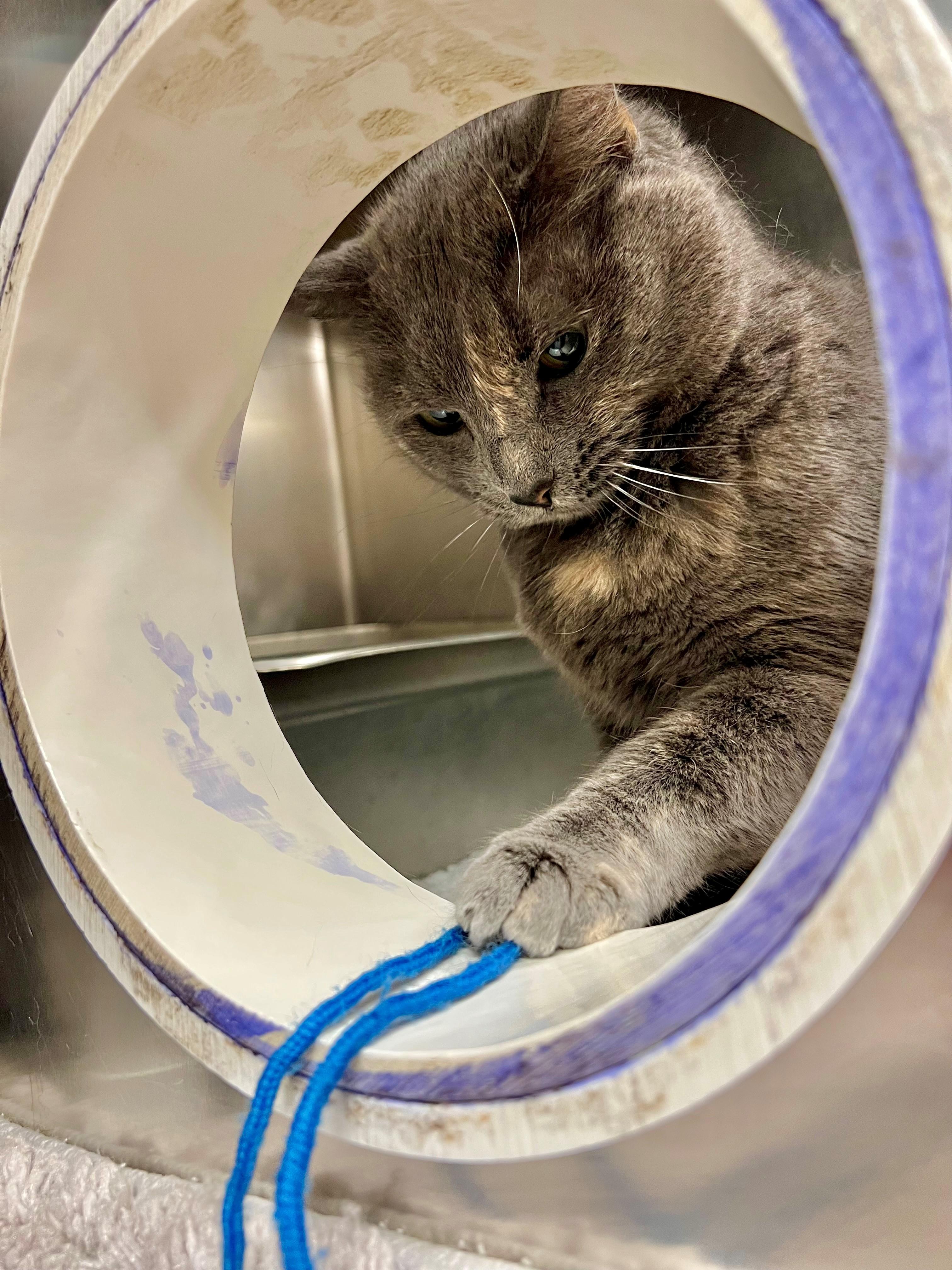 Enlarge Hazel, a ADOPTABLE mixed breed in Frederick, MD image 3/5