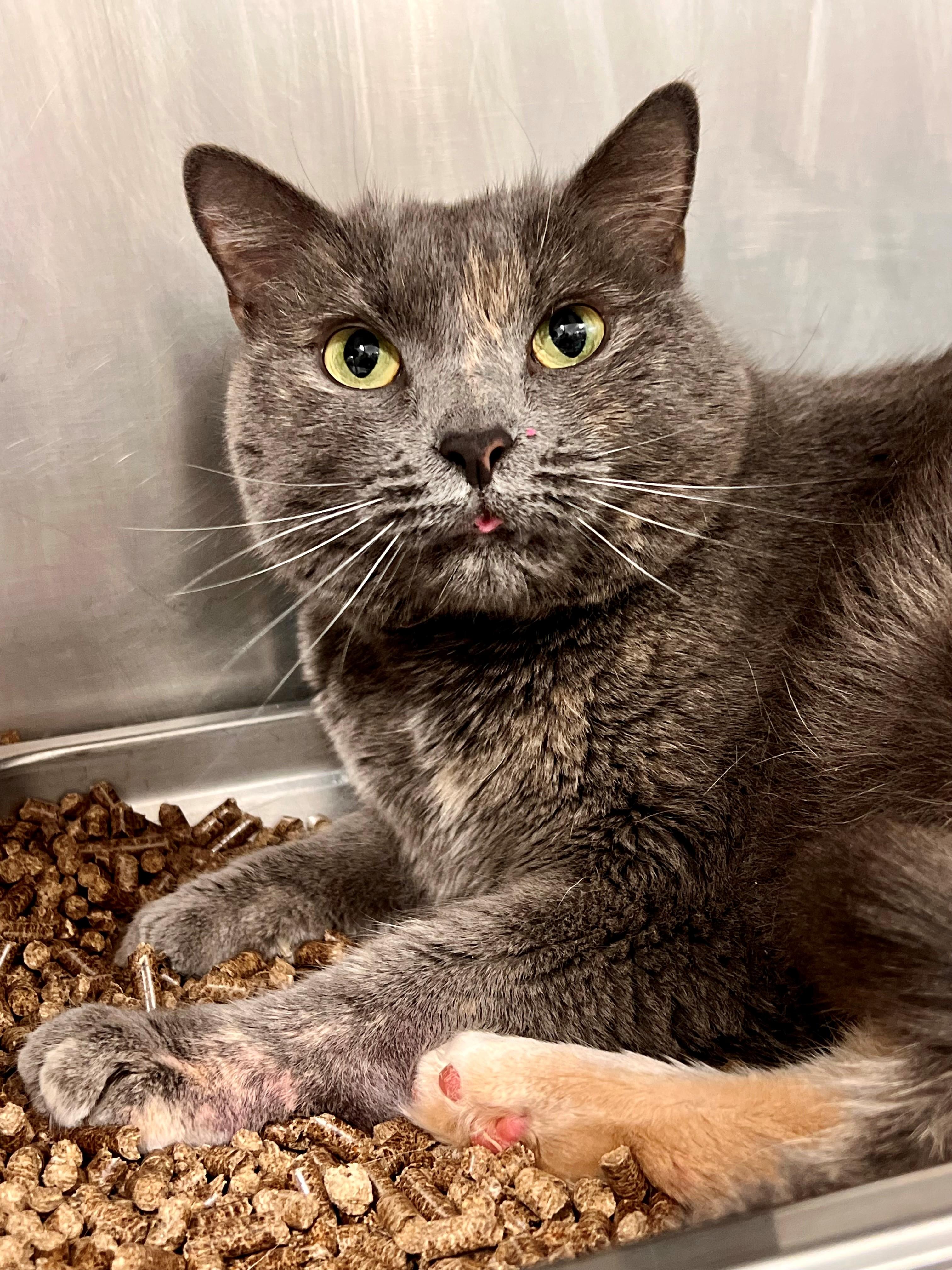 Hazel, ADOPTABLE, Senior Female Domestic Short Hair.