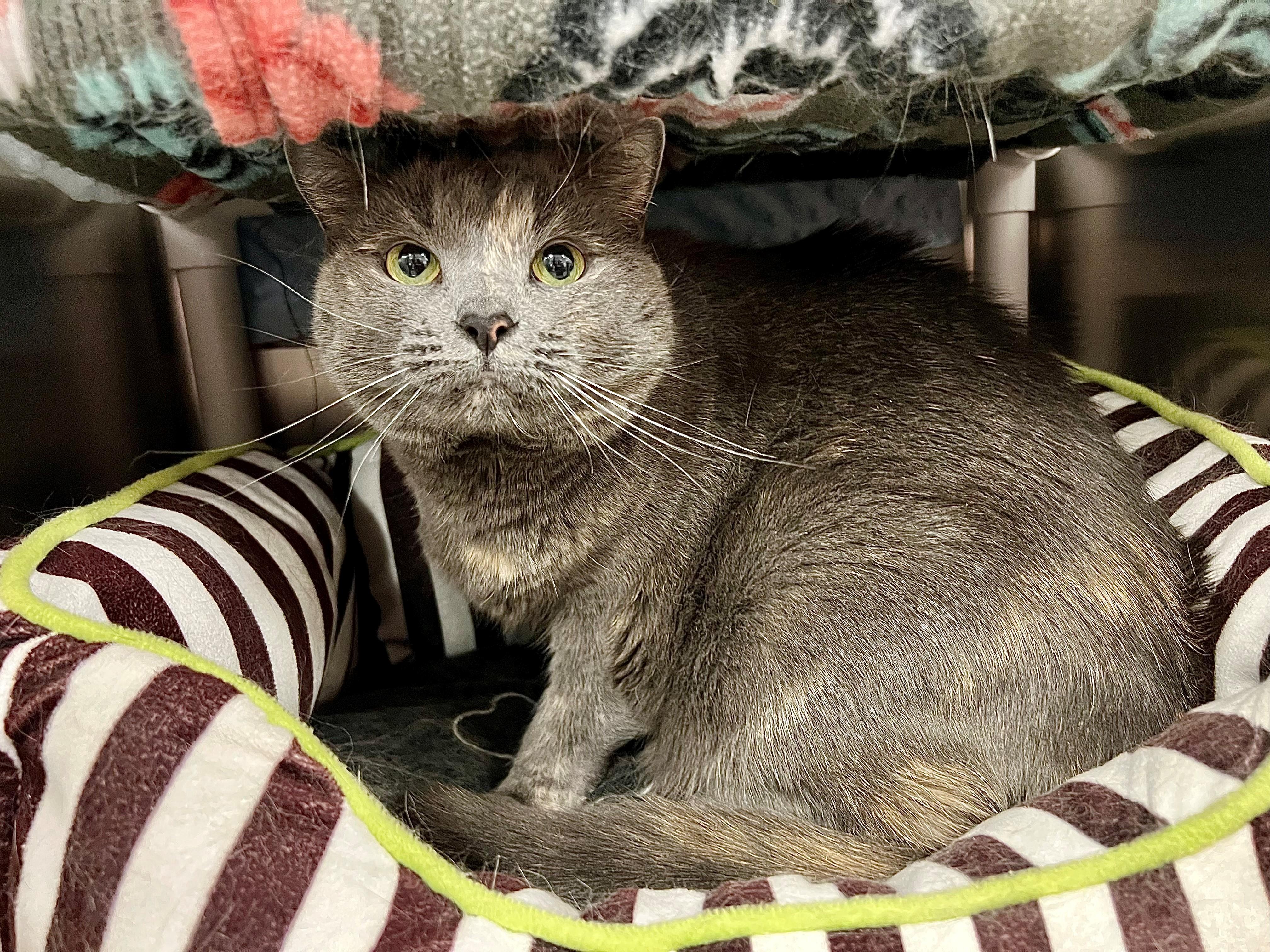Enlarge Hazel, a ADOPTABLE mixed breed in Frederick, MD image 4/5