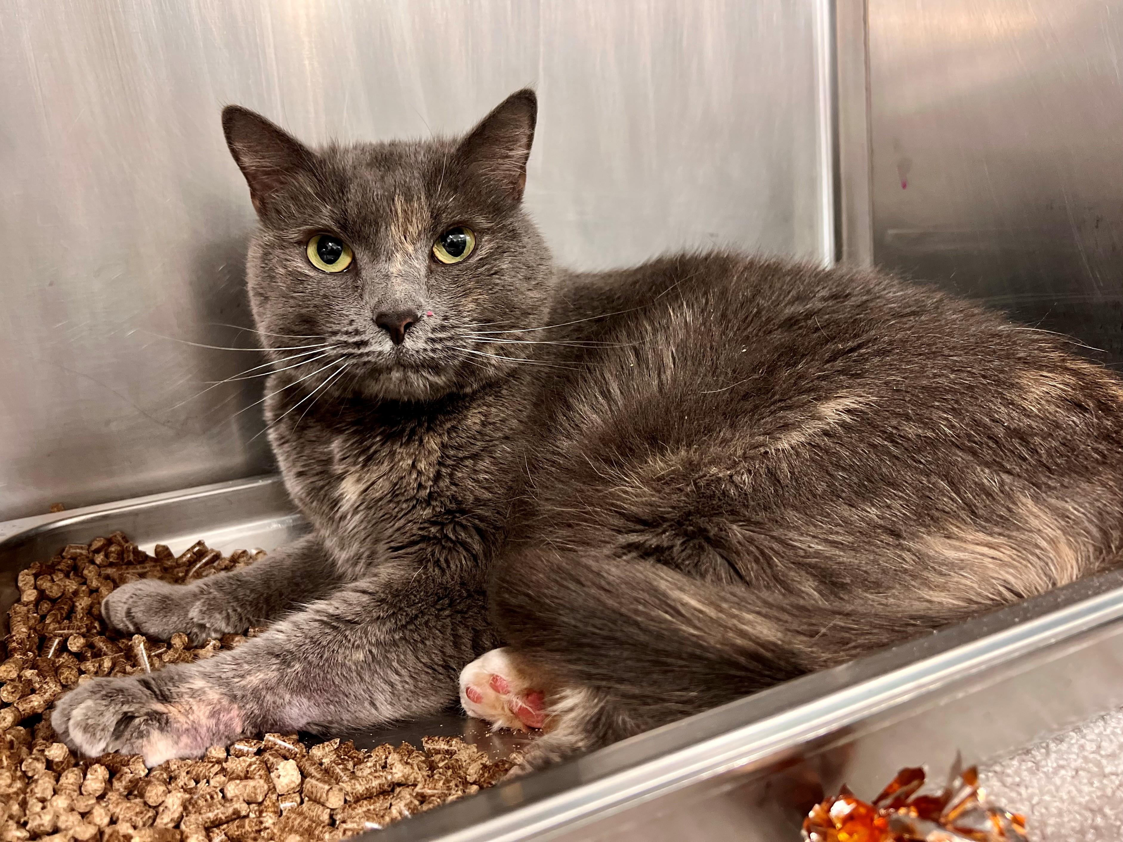 Enlarge Hazel, a ADOPTABLE mixed breed in Frederick, MD image 5/5
