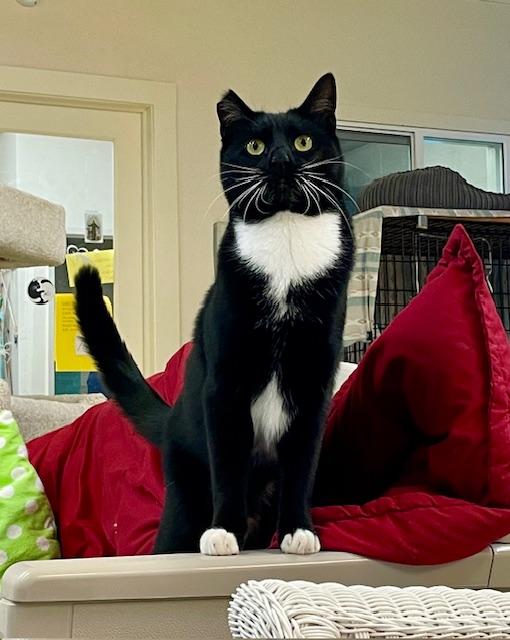 Bailey, Adoptable, Young Female Domestic Short Hair.