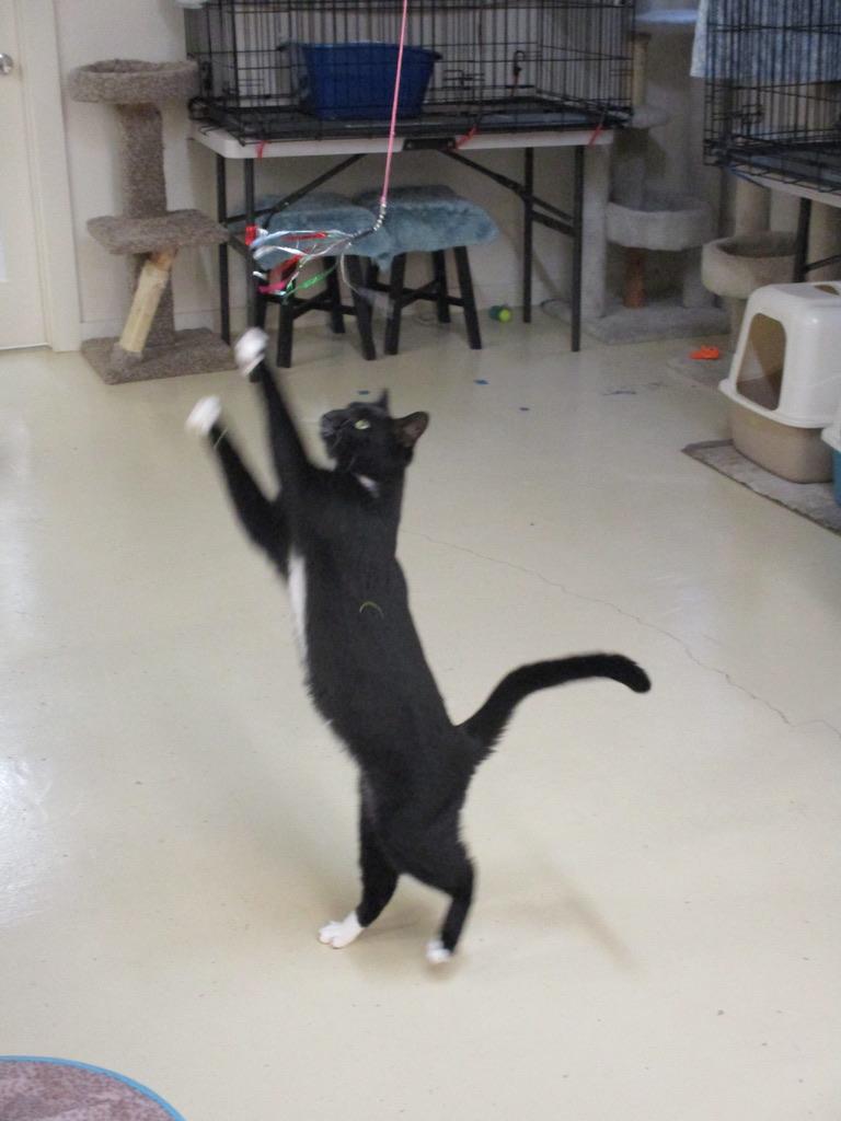 Bailey, a Adoptable Domestic Short Hair in San Carlos, CA image 4/5