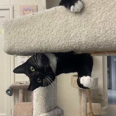 Bailey, a Adoptable Domestic Short Hair in San Carlos, CA image 1/5