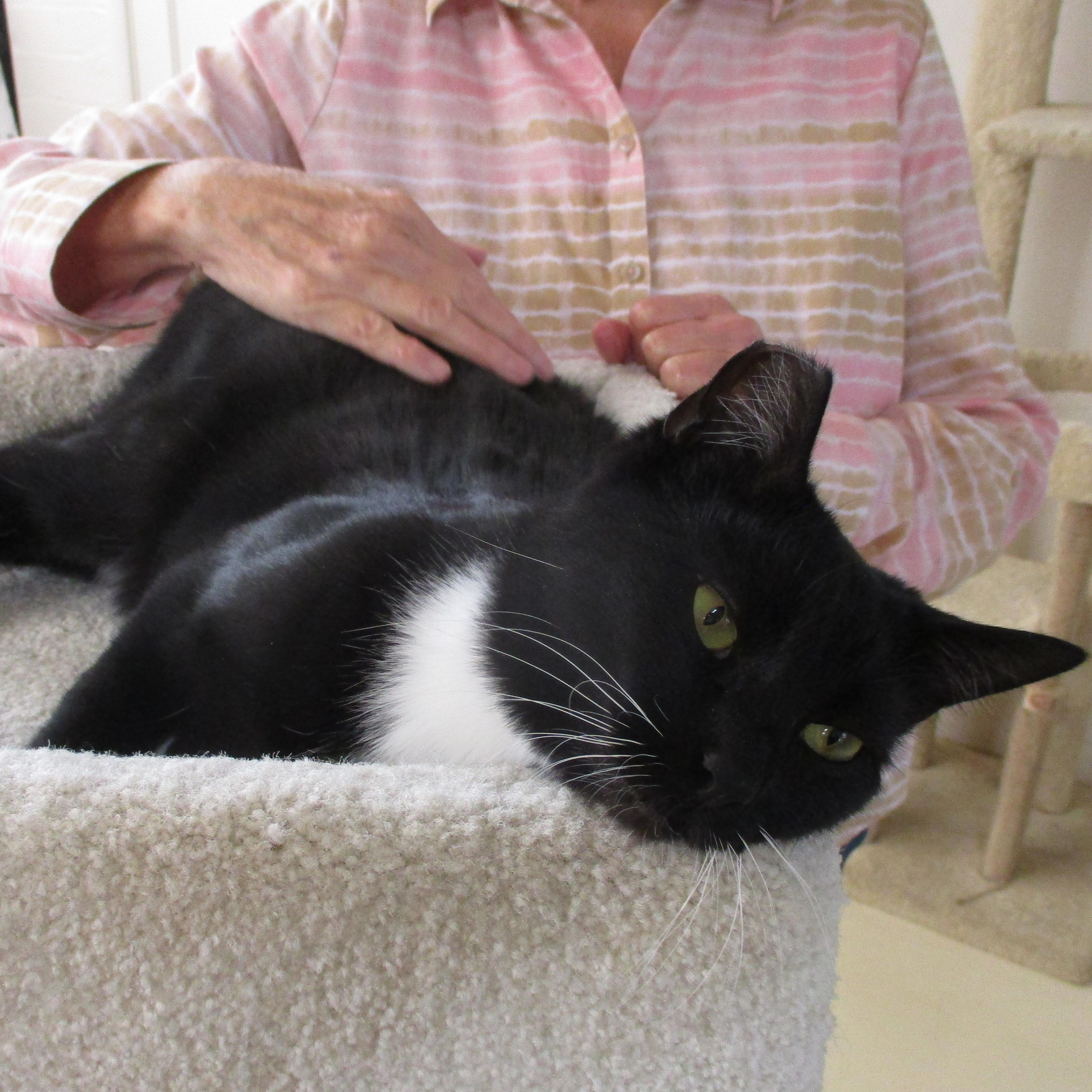 Bailey, a Adoptable Domestic Short Hair in San Carlos, CA image 3/5