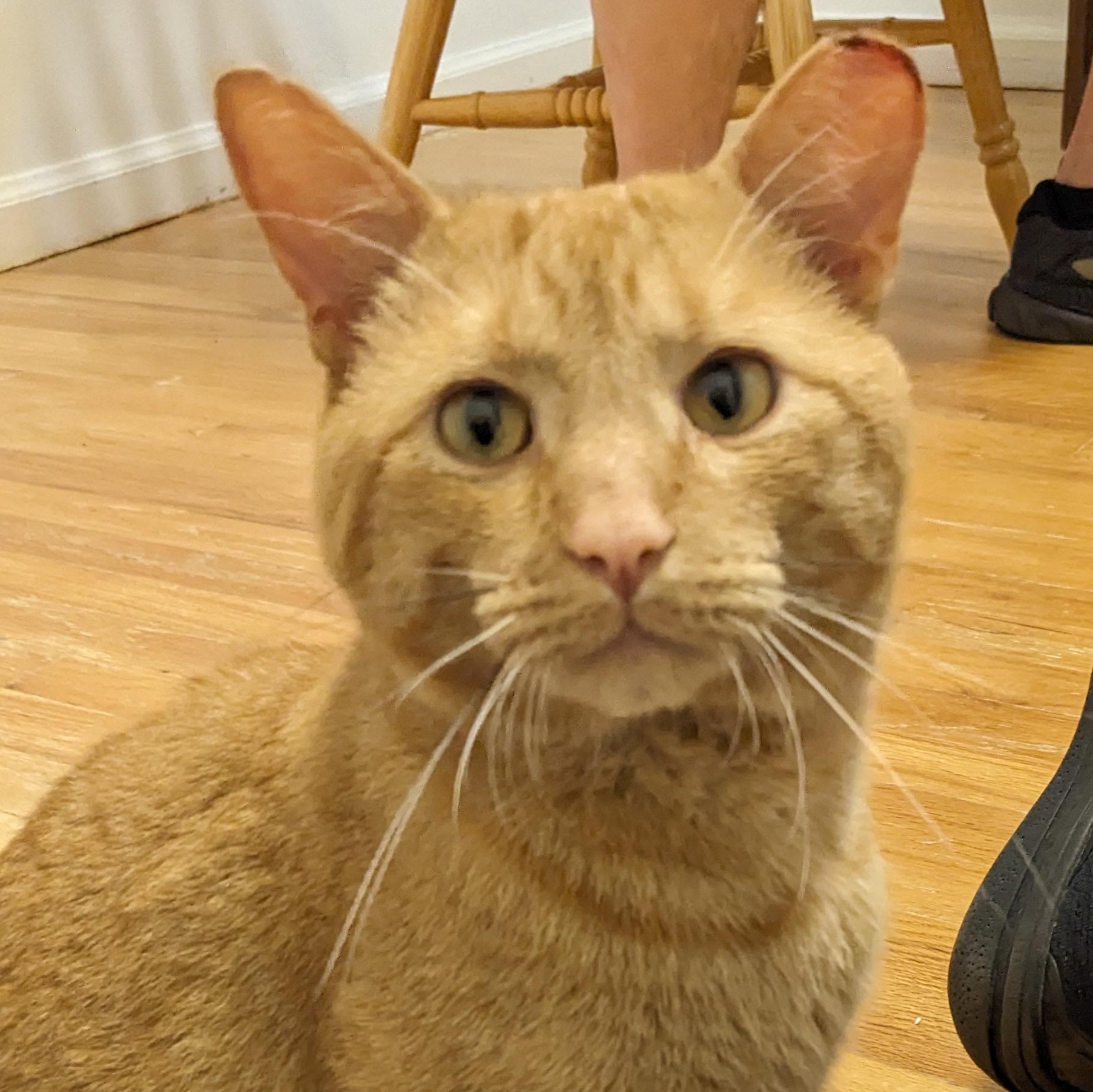 Enlarge Garfield, a Adoptable Domestic Short Hair in Livonia, MI image 2/4