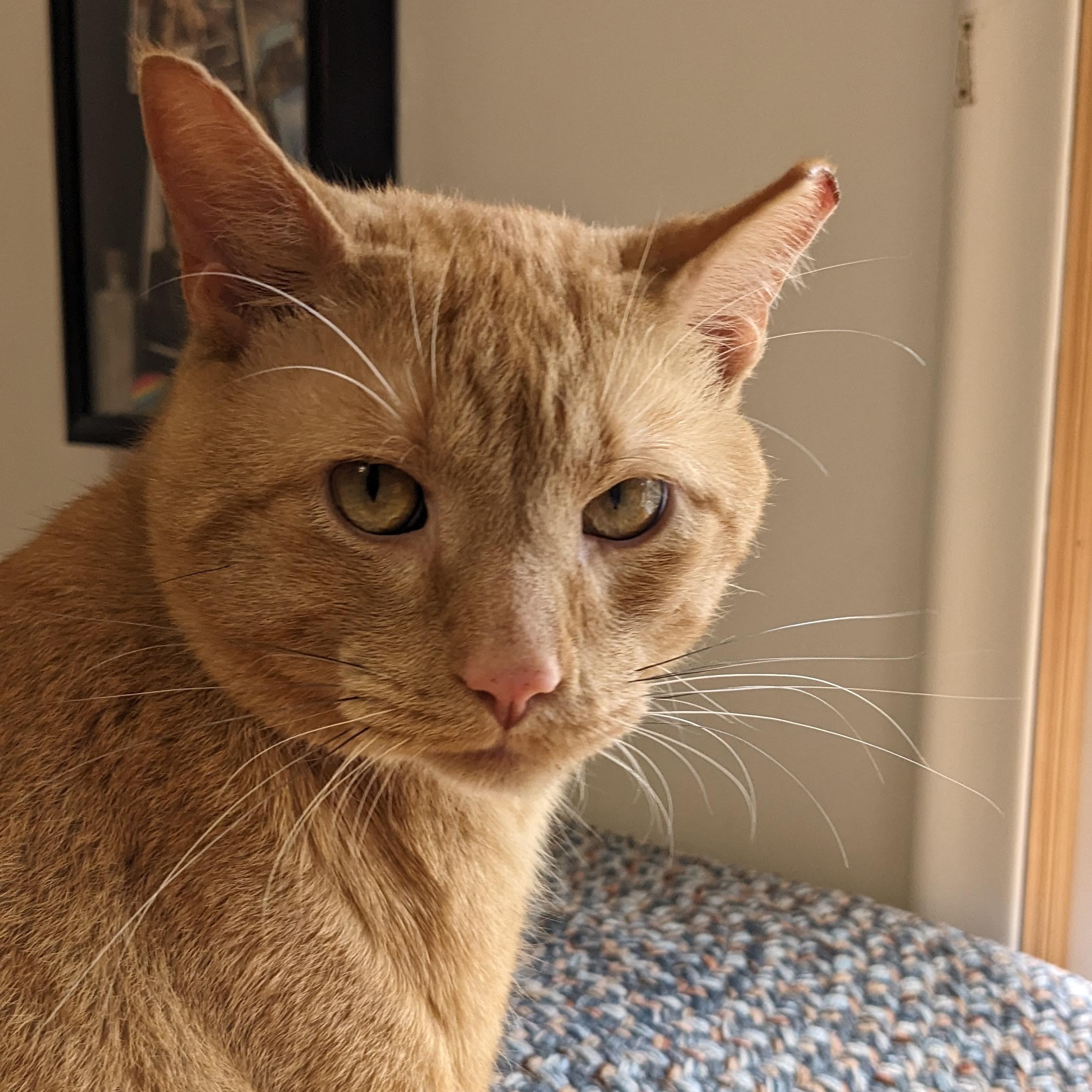 Enlarge Garfield, a Adoptable Domestic Short Hair in Livonia, MI image 4/4