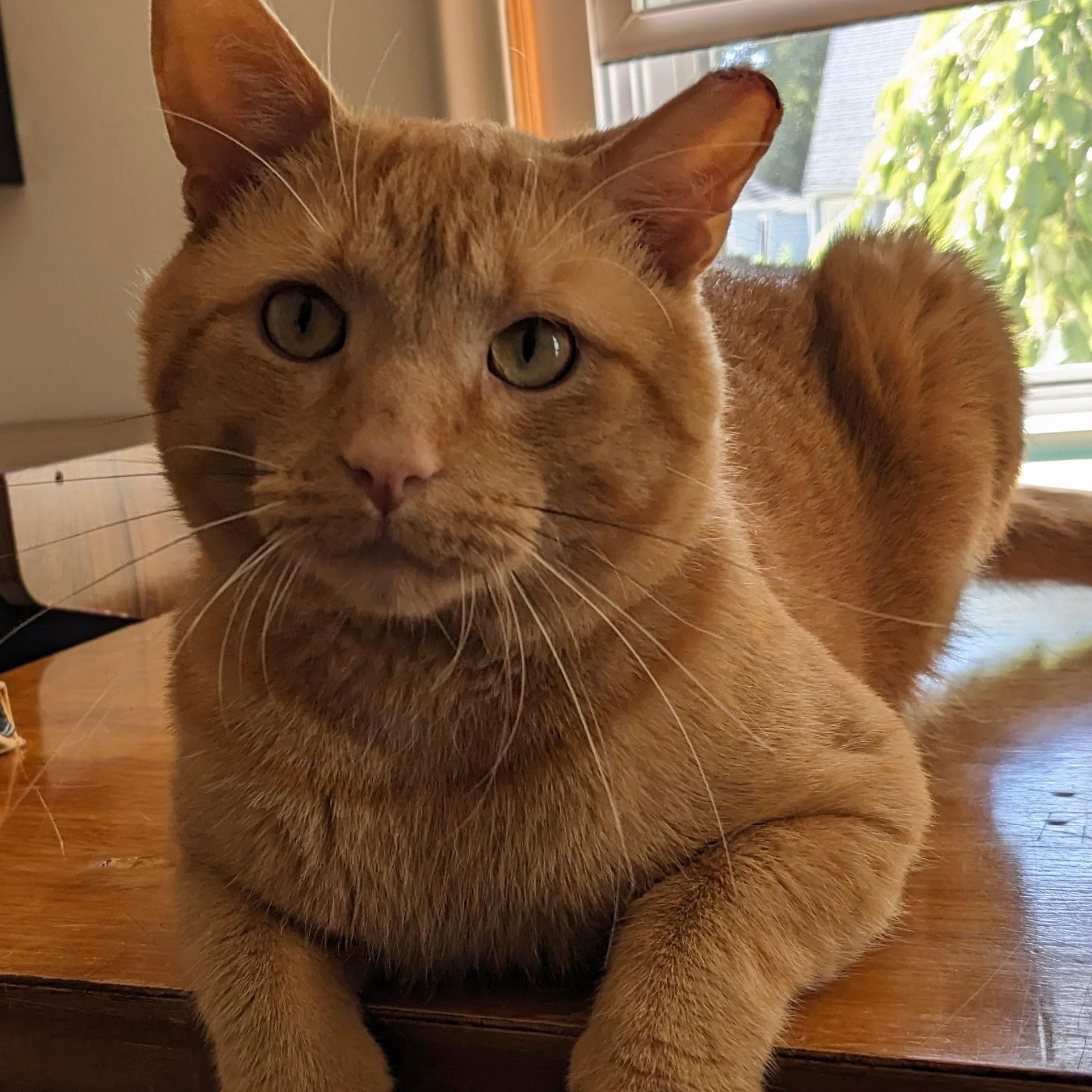 Garfield, Adoptable, Adult Male Domestic Short Hair.