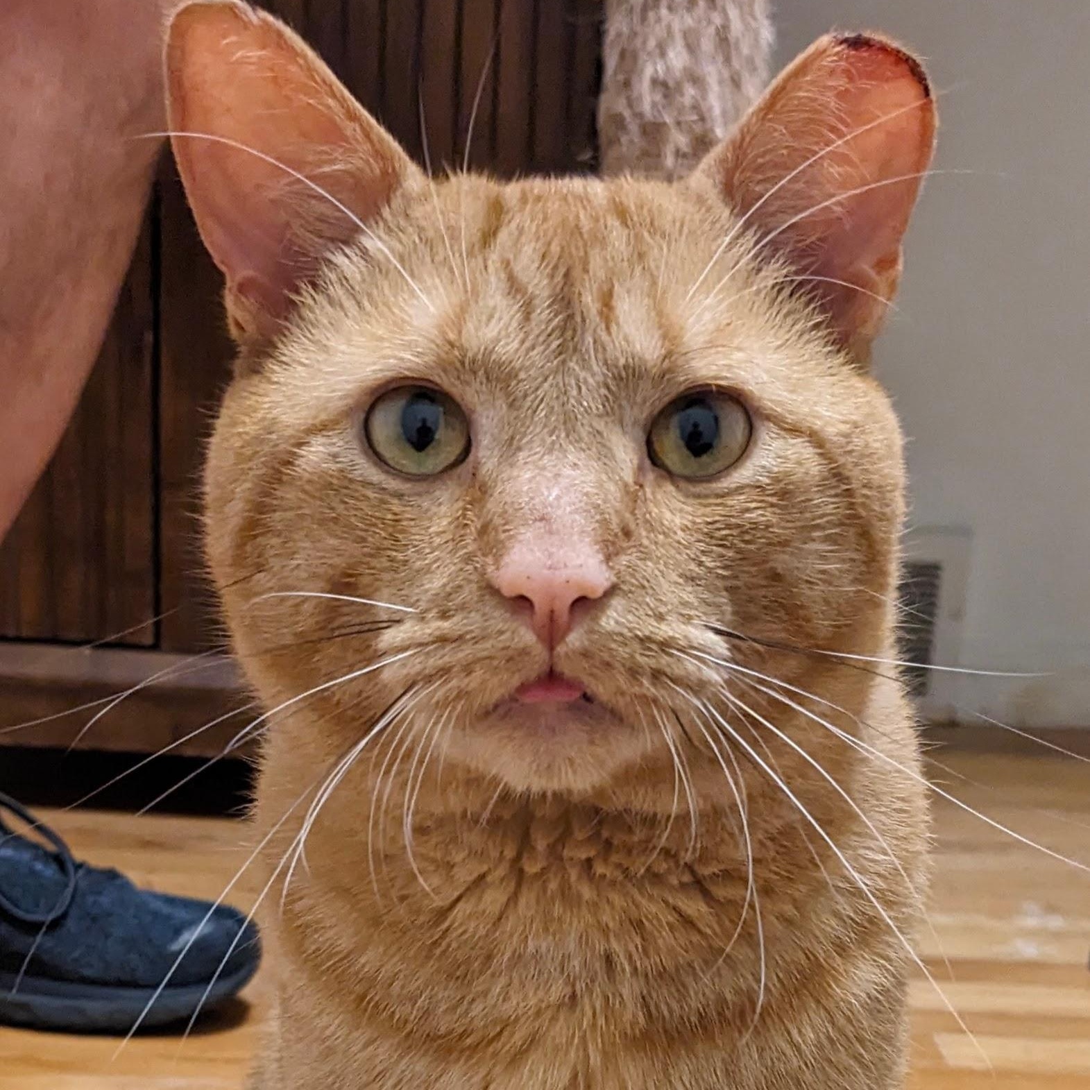 Enlarge Garfield, a Adoptable Domestic Short Hair in Livonia, MI image 3/4