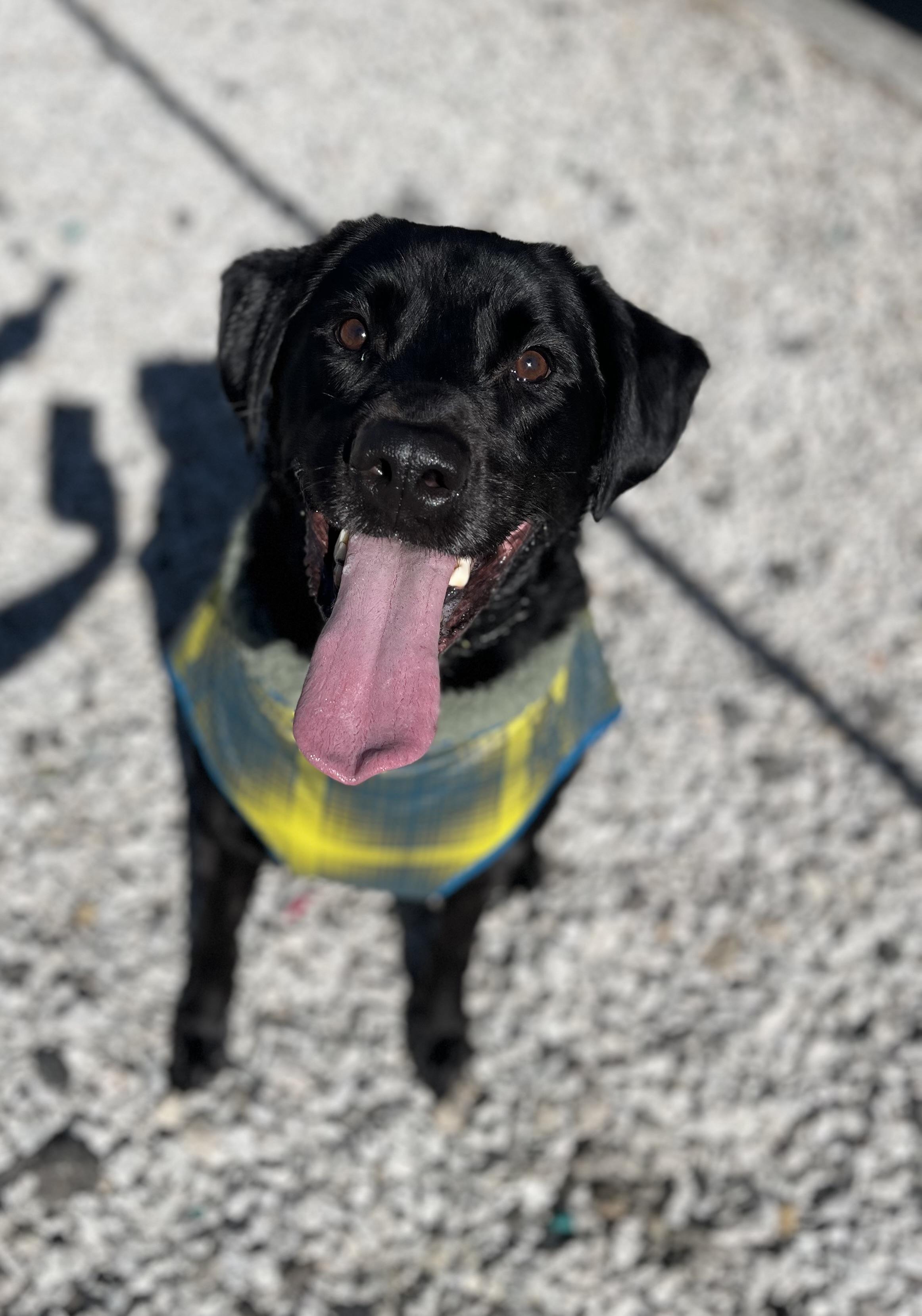 Axle, Adoptable, Young Male Black Labrador Retriever.