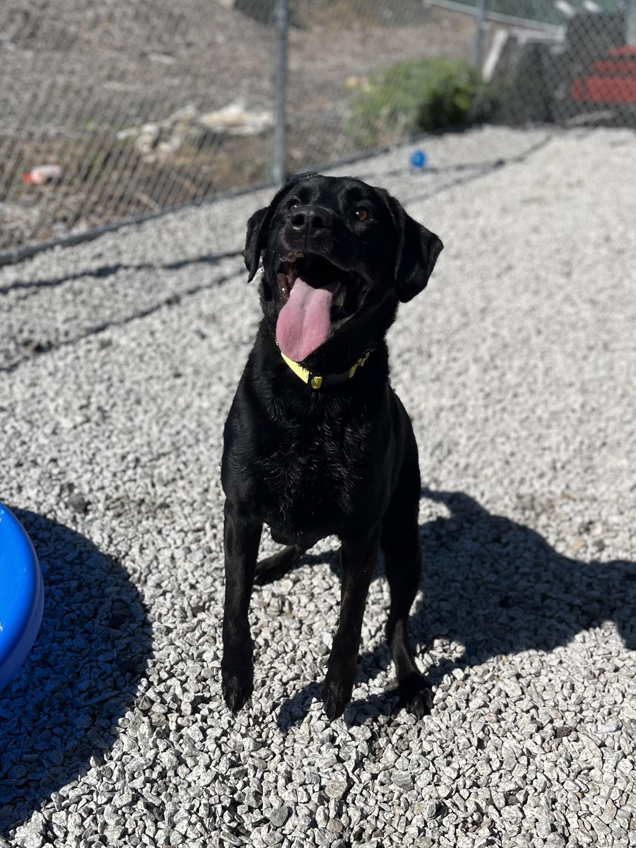 Axle, a Adoptable Black Labrador Retriever in Blackstone, MA image 4/6
