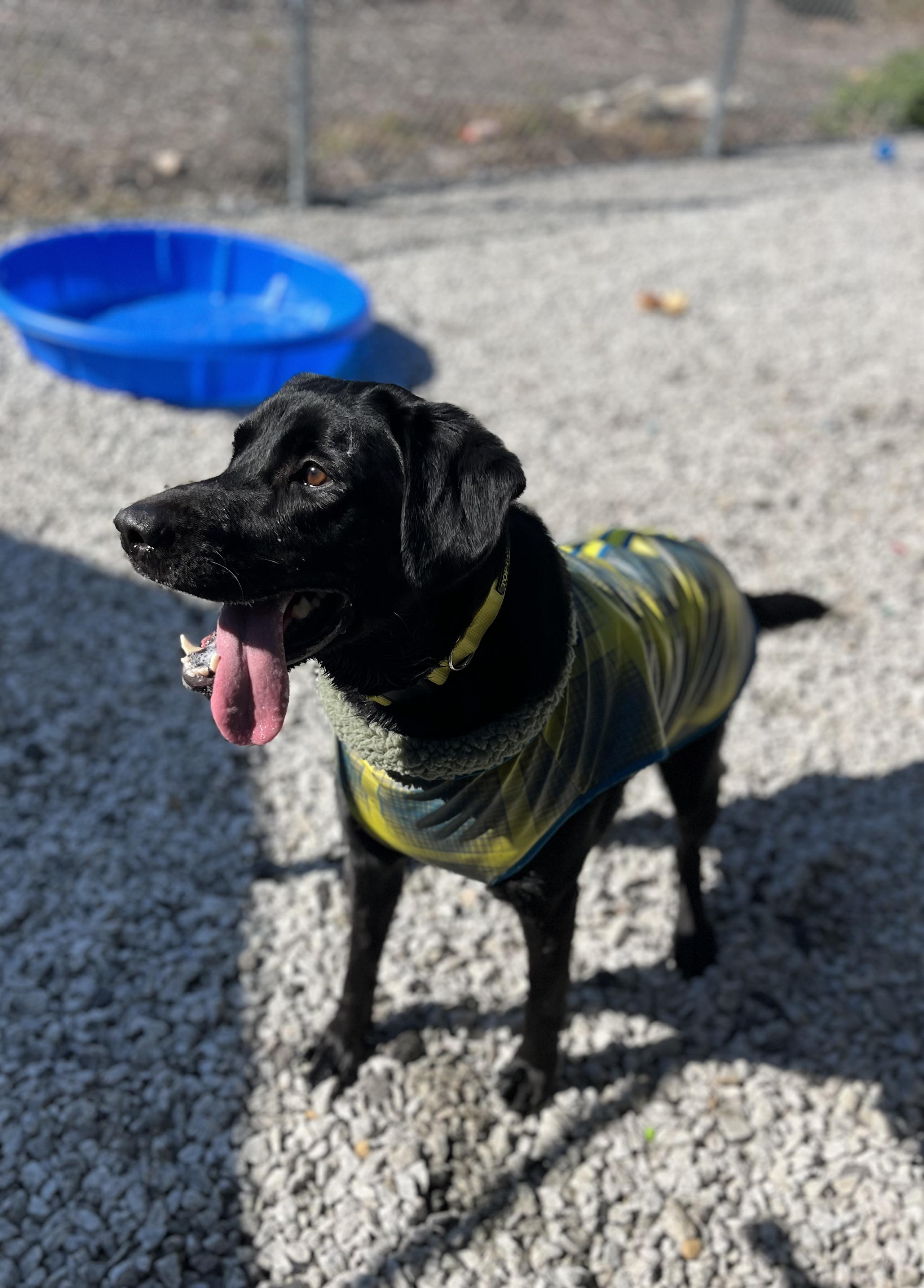Axle, a Adoptable Black Labrador Retriever in Blackstone, MA image 5/6