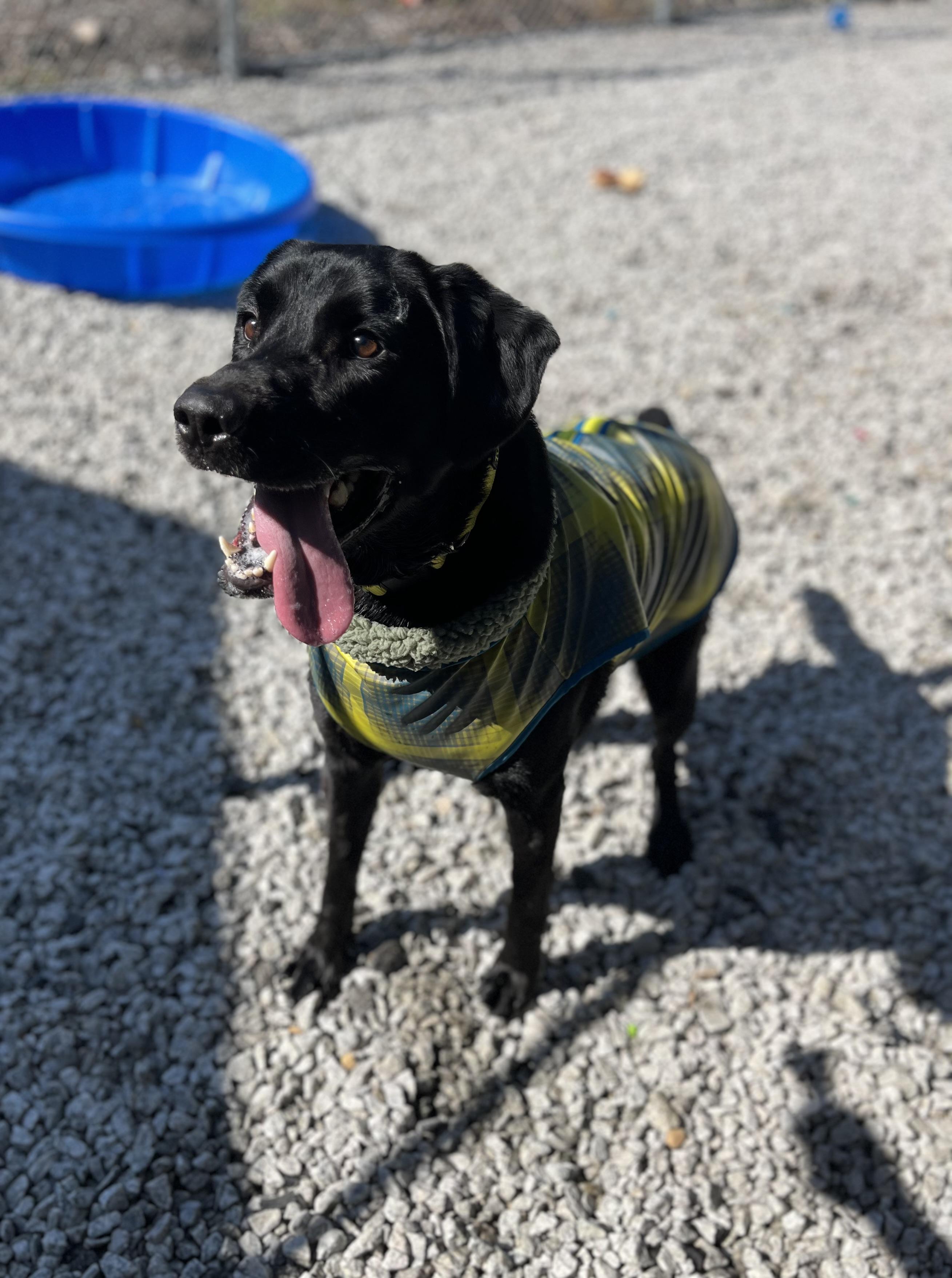 Axle, a Adoptable Black Labrador Retriever in Blackstone, MA image 3/6