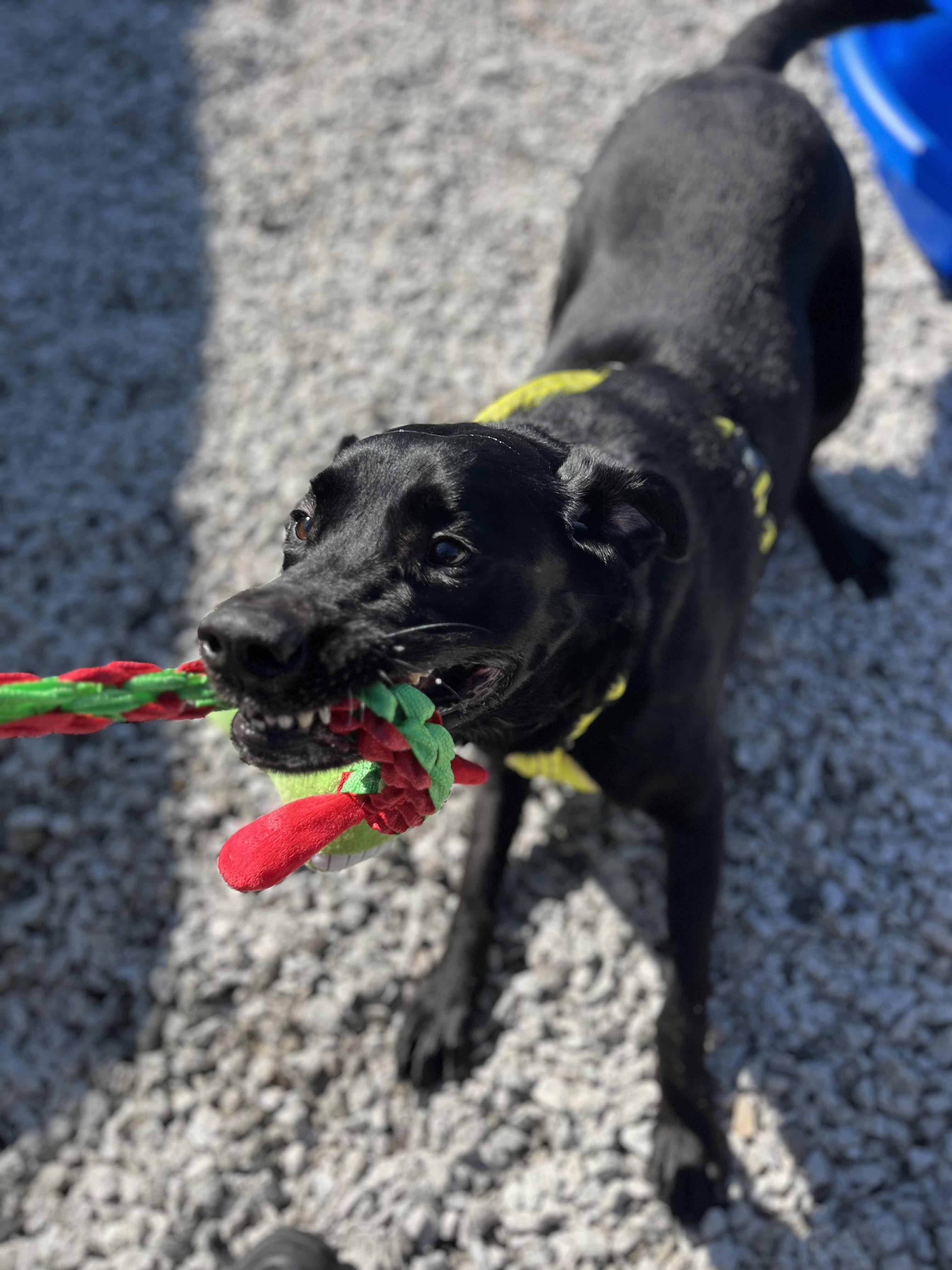 Axle, a Adoptable Black Labrador Retriever in Blackstone, MA image 2/6