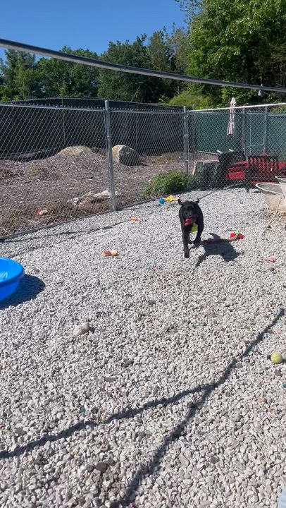 Enlarge Axle, a Adoptable Black Labrador Retriever in Blackstone, MA video 6/6