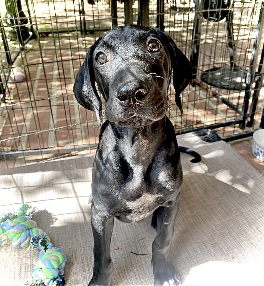 BRISCOE, Adoptable, Puppy Male Hound.